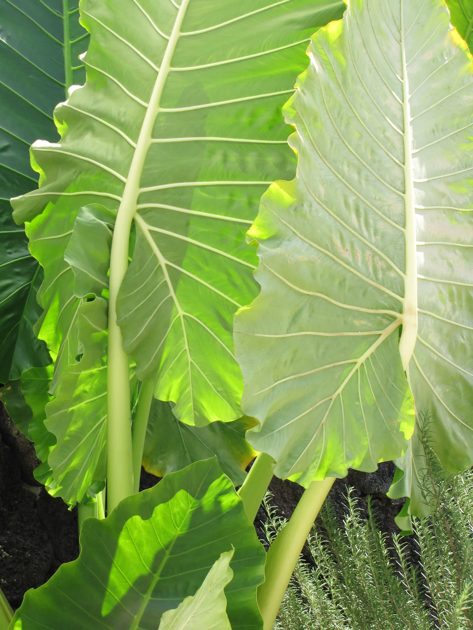 Giant Taro (Alocasia Macrorrhizos) — the Giant Taro will add an exotic and lush aesthetic to any tropical or subtropical garden; consider placing it in a