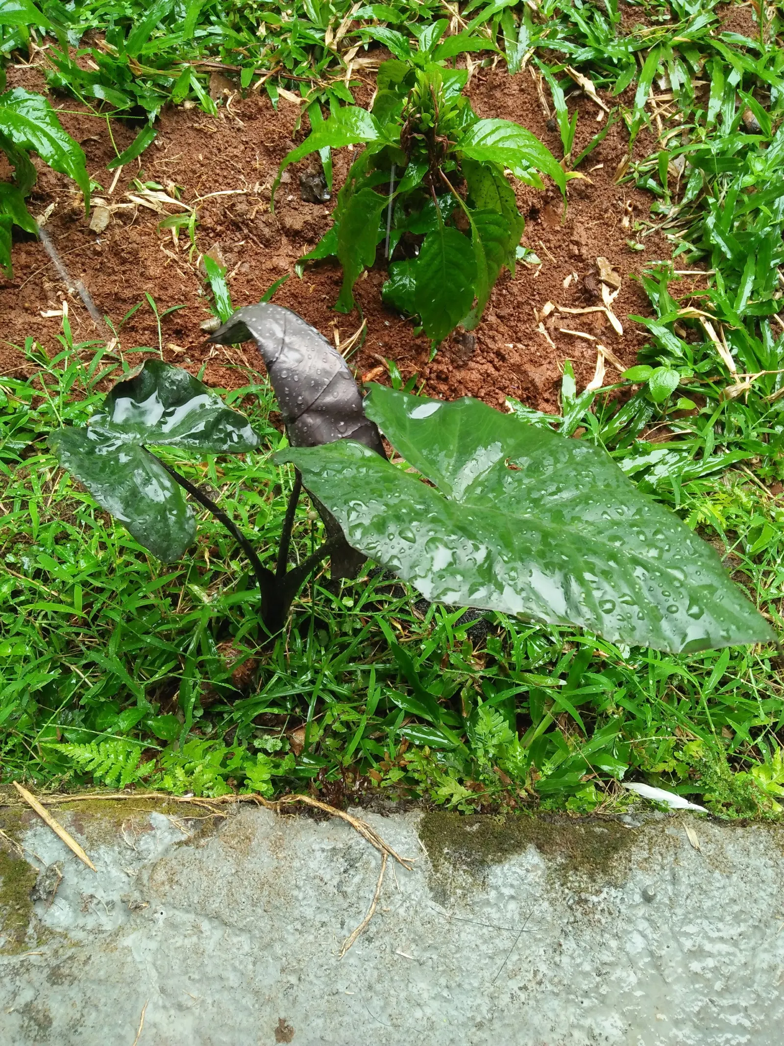 Giant Taro (Alocasia Macrorrhizos) — stems that can grow up to 2 inches in diameter and rise vertically