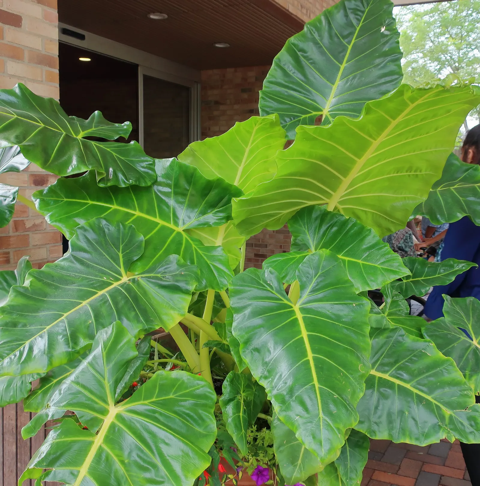 Giant Taro (Alocasia Macrorrhizos) — Ample space is necessary to accommodate its sizable spread and to display its dramatic foliage effectively, image 90