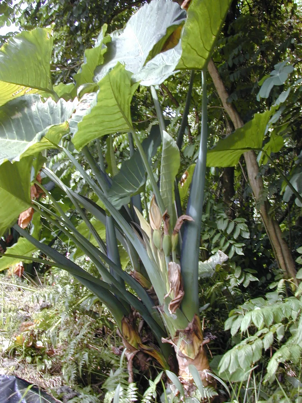 Giant Taro (Alocasia Macrorrhizos) — The deep green foliage is held aloft on sturdy; these can span up to 3-6 feet in length, adding a lush, image 59