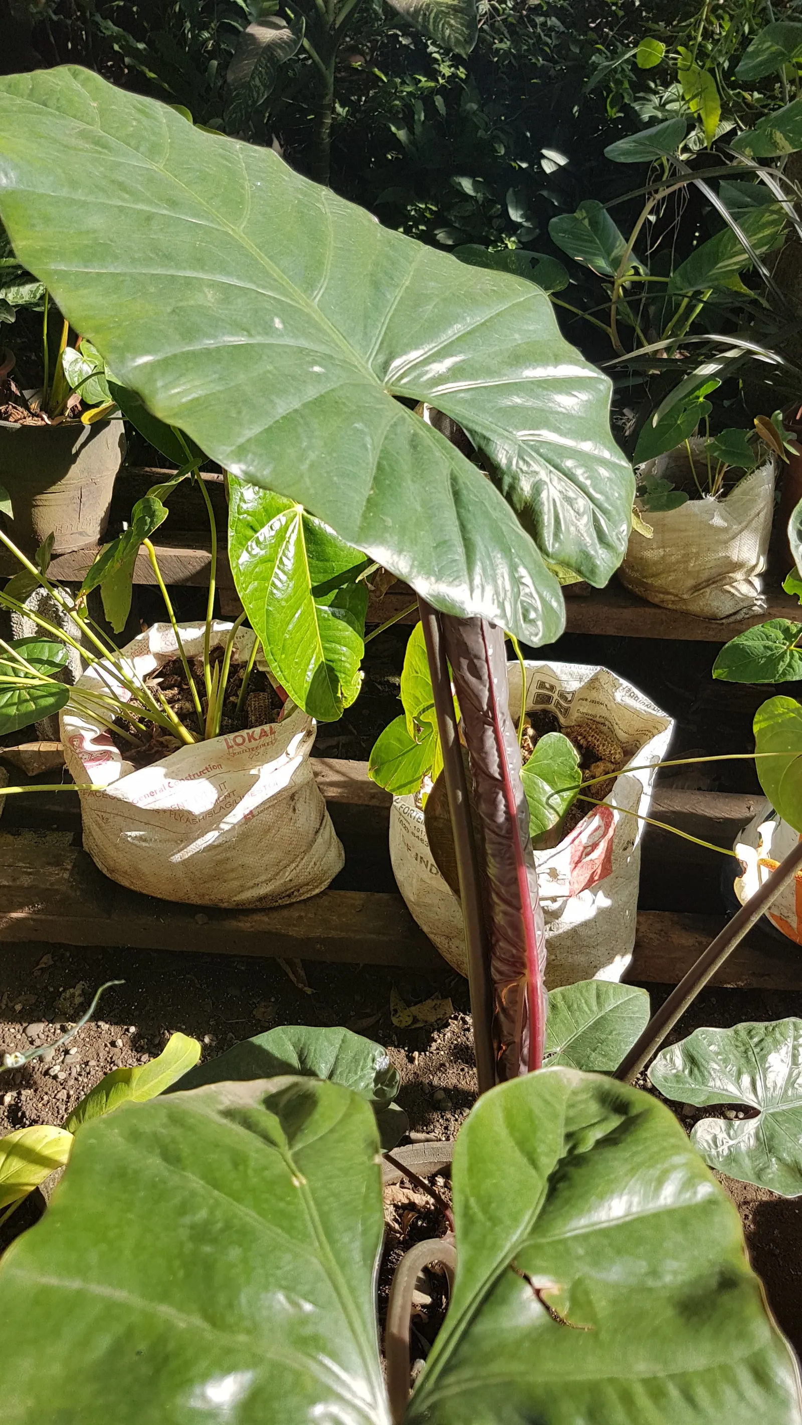 Giant Taro (Alocasia Macrorrhizos) — is a commanding tropical perennial that can serve as an impressive focal point in any garden setting; thrives in moist