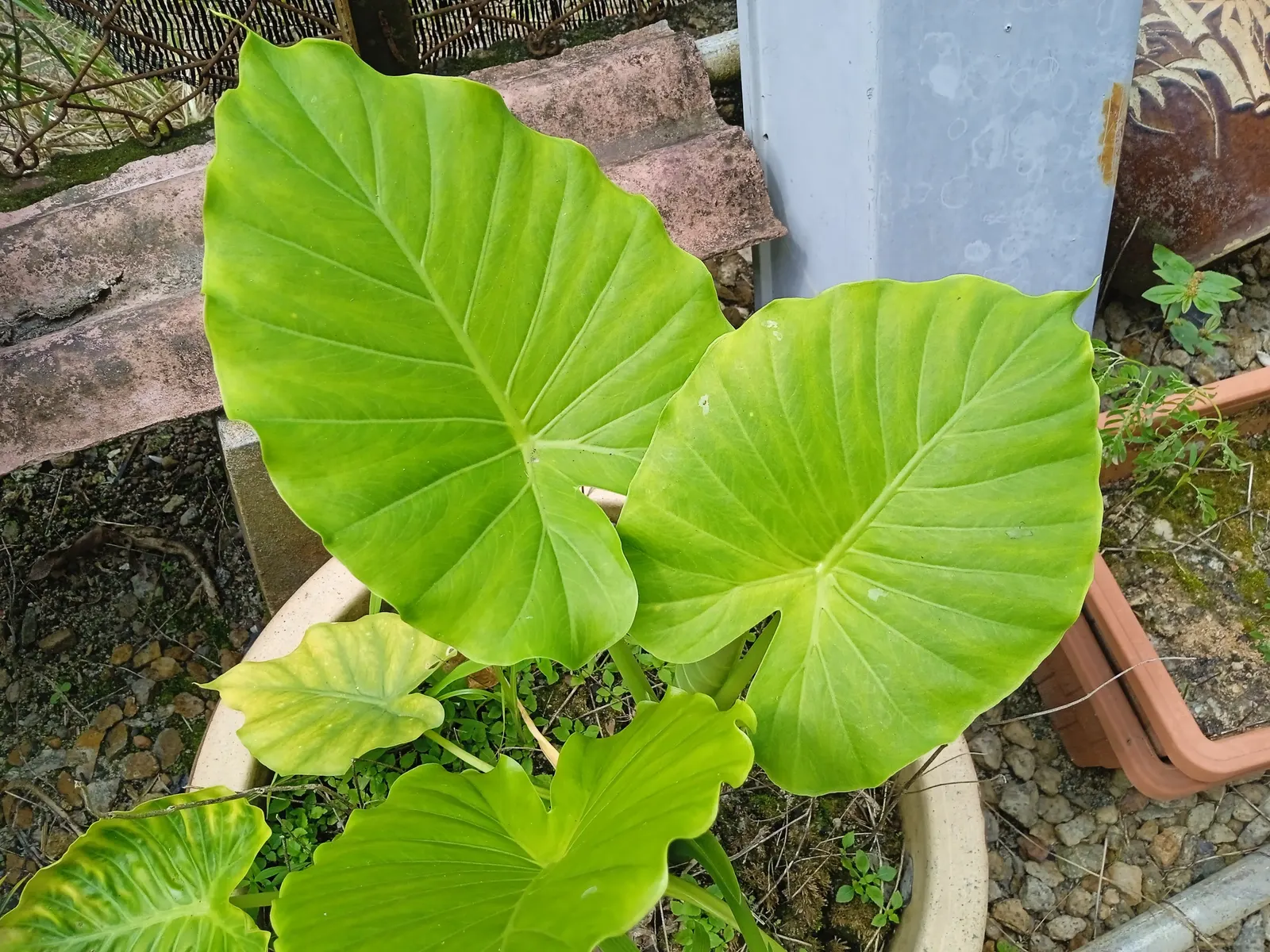 Giant Taro (Alocasia Macrorrhizos) — Thrives in moist, well-drained soil and partial shade; is a commanding tropical perennial that can serve as an, image 53