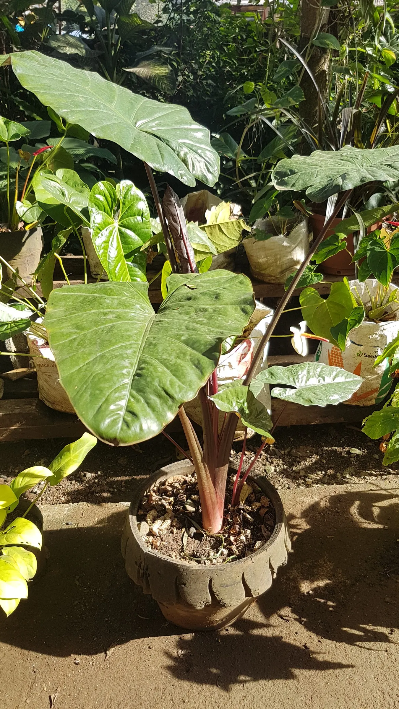 Giant Taro (Alocasia Macrorrhizos) — perennial with green and multi-colored and white blooms; the Giant Taro thrives in USDA hardiness zones 9-11, image 95