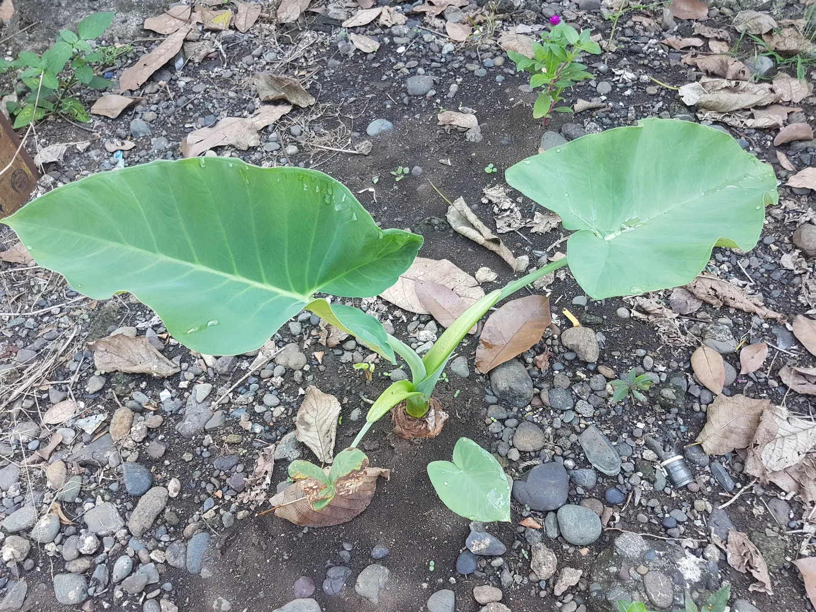 Giant Taro (Alocasia Macrorrhizos) — These can span up to 3-6 feet in length, adding a lush, dramatic touch to any setting