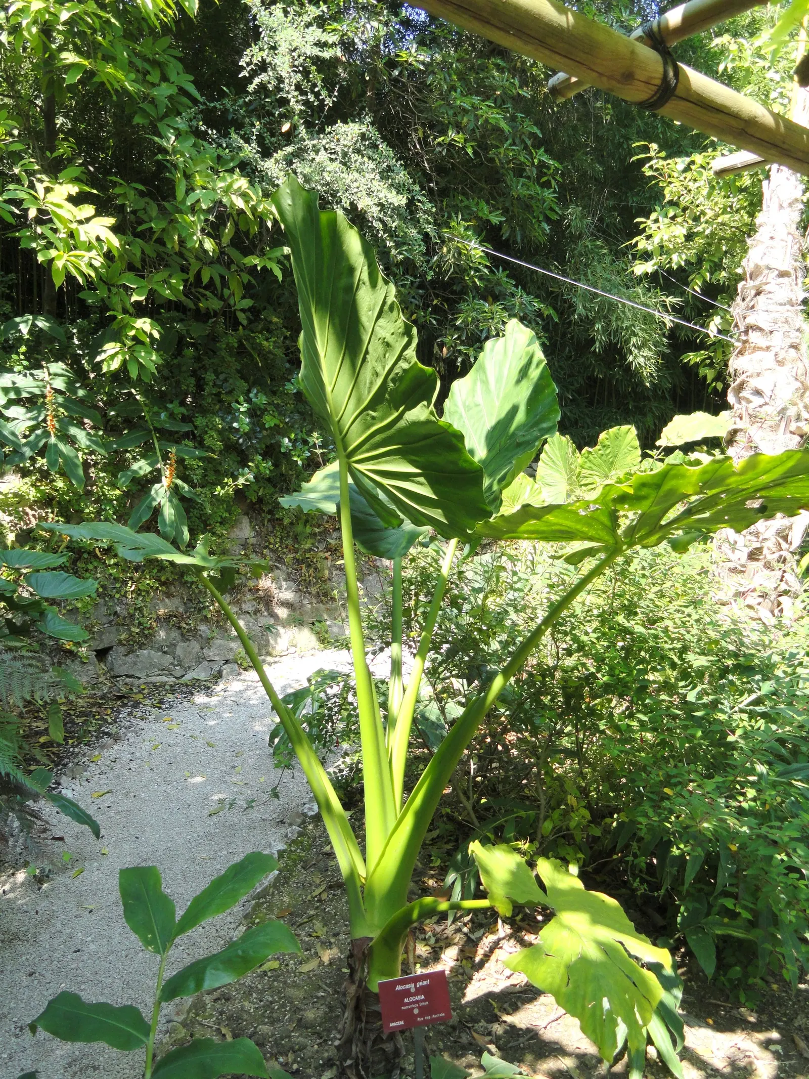 Giant Taro (Alocasia Macrorrhizos) — the Giant Taro will add an exotic and lush aesthetic to any tropical or subtropical garden; consider placing, image 92