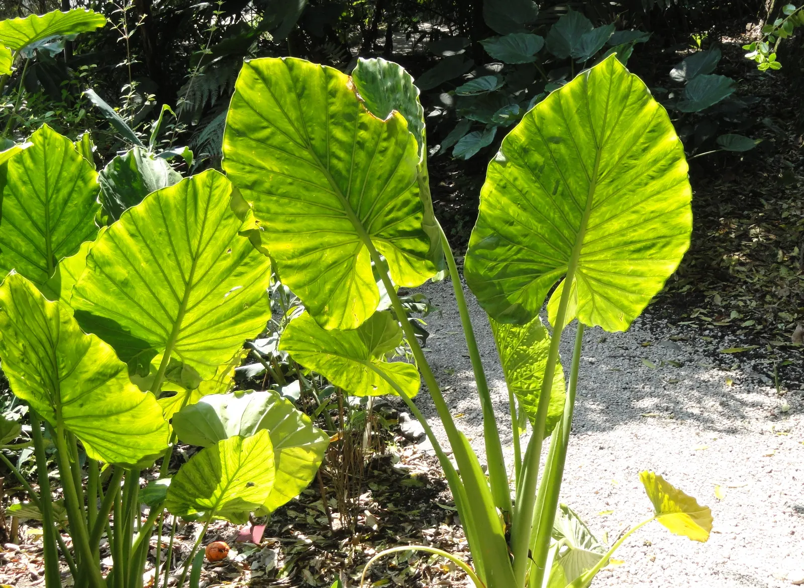 Giant Taro (Alocasia Macrorrhizos) — The deep green foliage is held aloft on sturdy; these can span up to 3-6 feet in length, adding a lush, image 83