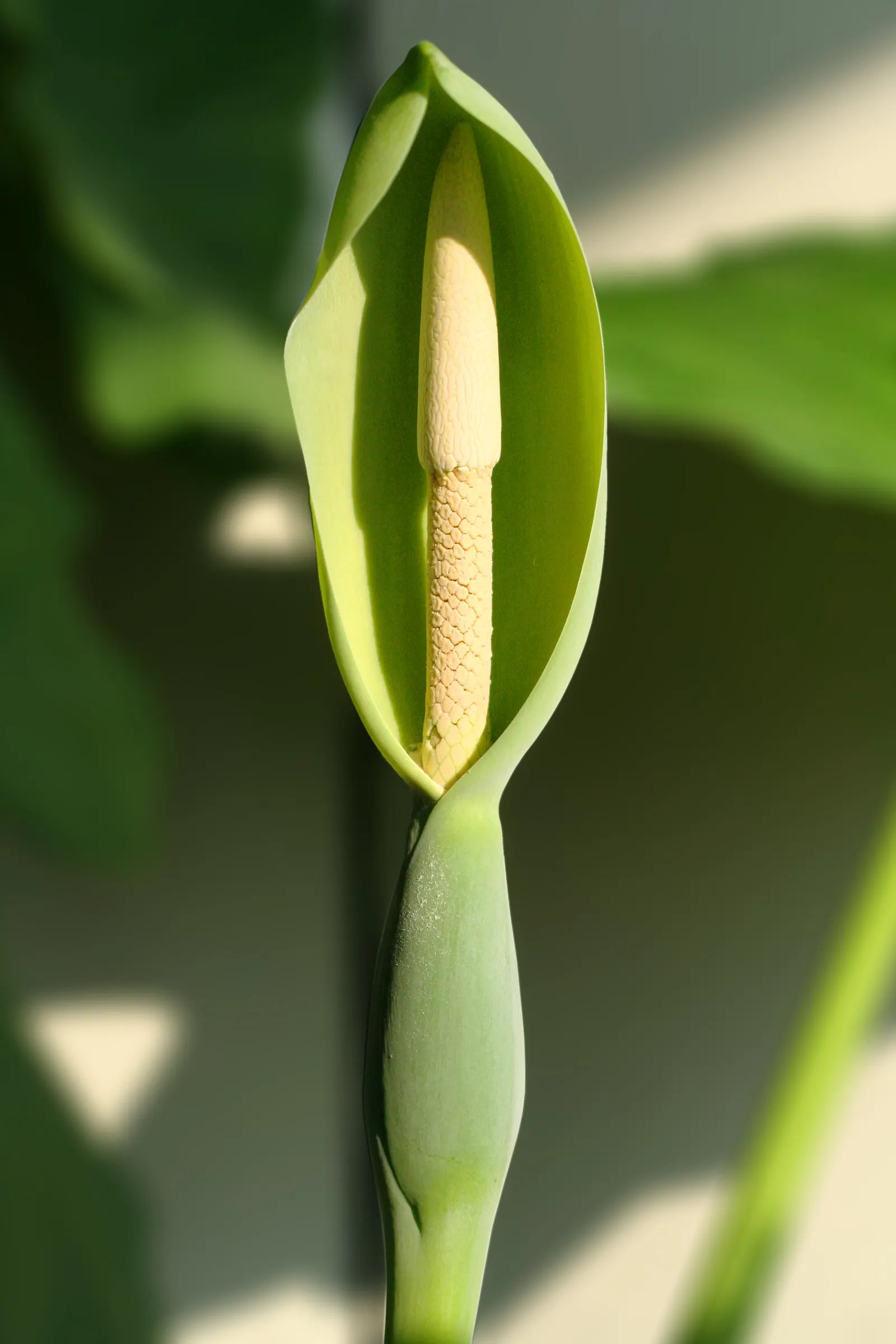 Giant Taro (Alocasia Macrorrhizos) — stems that can grow up to 2 inches in diameter and rise vertically; heart-shaped leaves that can span a, image 84