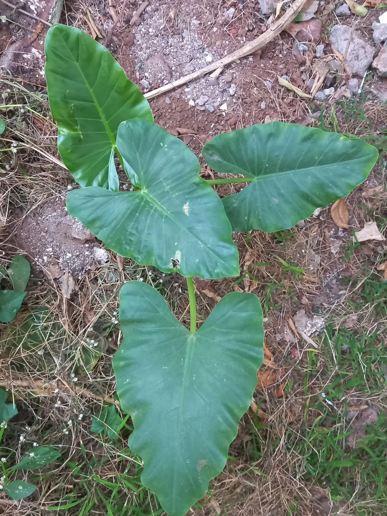Giant Taro (Alocasia Macrorrhizos) — Handle with care, as all parts are poisonous if ingested; it requires a warm, humid climate and consistently, image 78