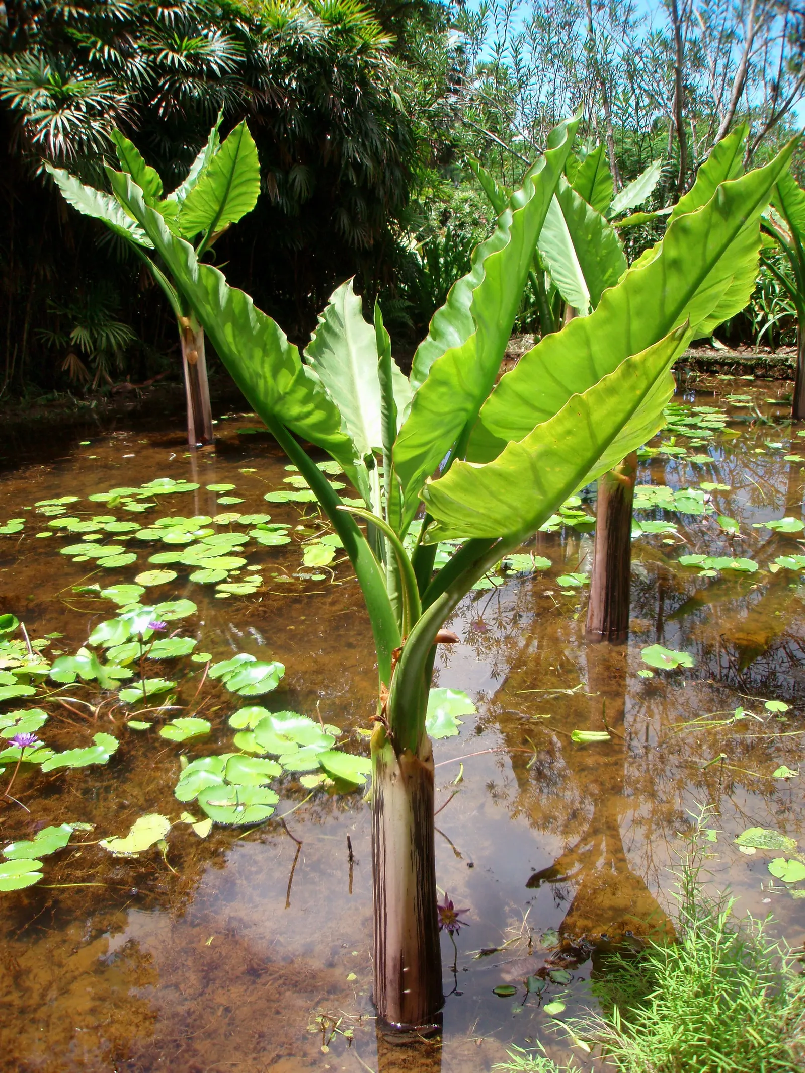 Giant Taro (Alocasia Macrorrhizos) — The Giant Taro (Alocasia macrorrhizos) is a striking; ideal for creating focal points in warm-climate gardens, image 73