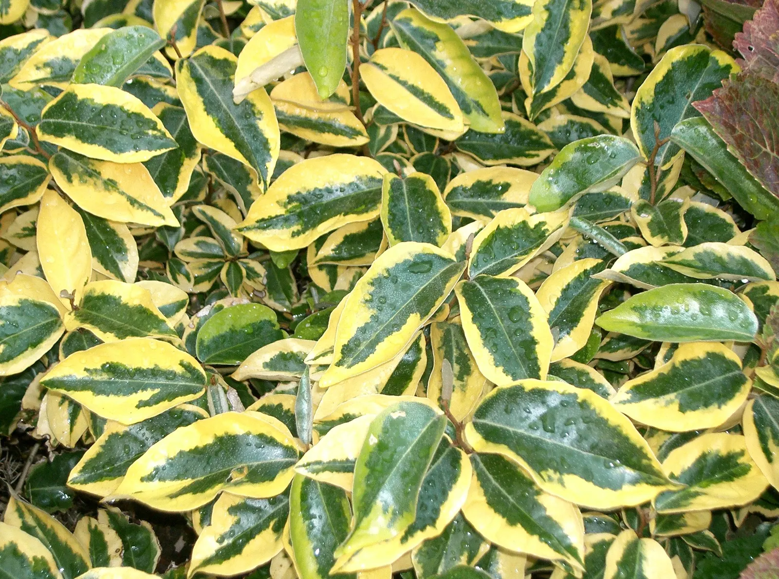Gilt Edge Silverberry (Elaeagnus X Ebbingei 'Gilt Edge') — The Gilt Edge Silverberry is an ornamental shrub that grows 8-10 ft