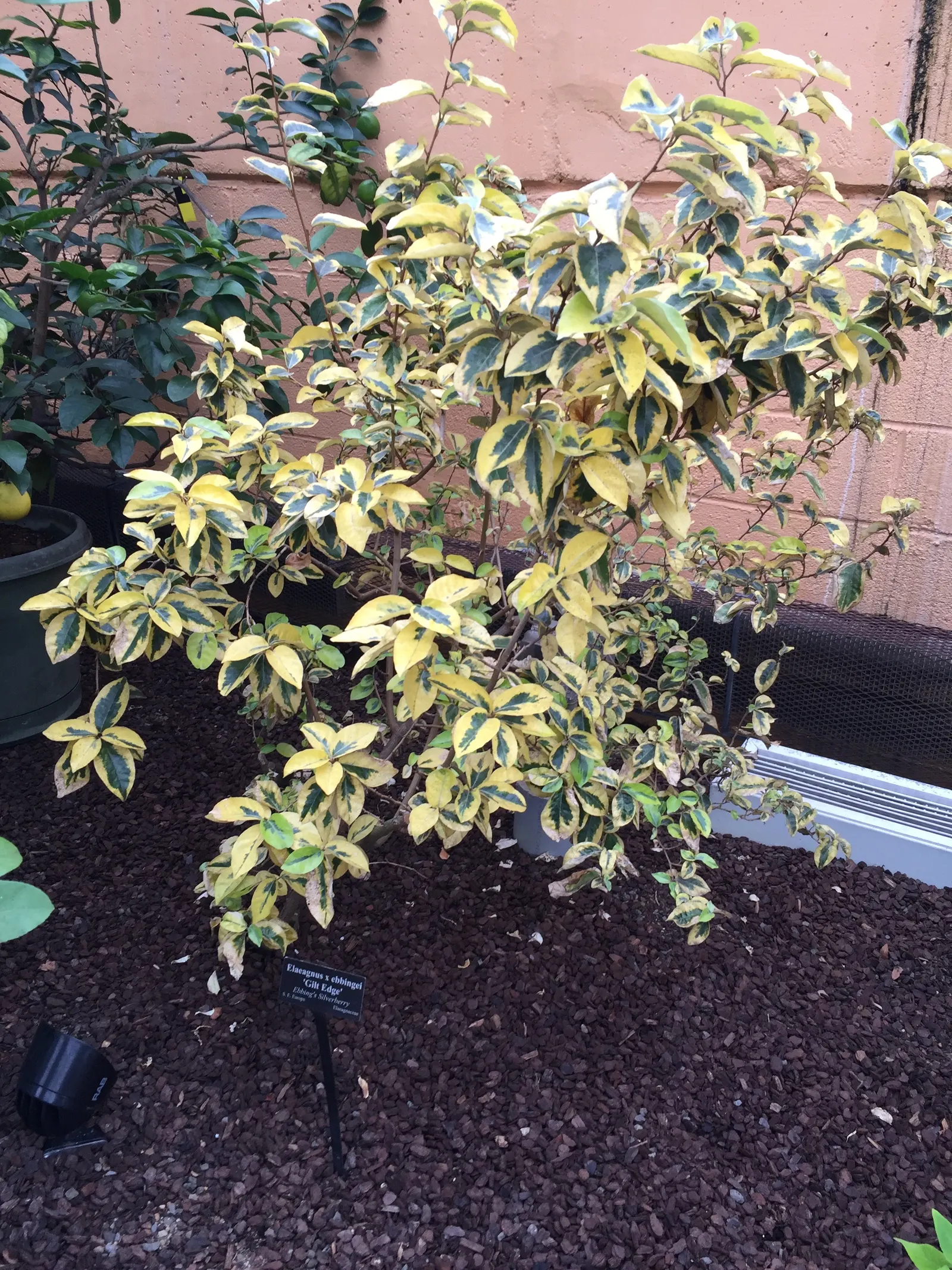 Gilt Edge Silverberry (Elaeagnus X Ebbingei 'Gilt Edge') — Its distinctive green leaves with gold margins persist year-round, offering a variegated display
