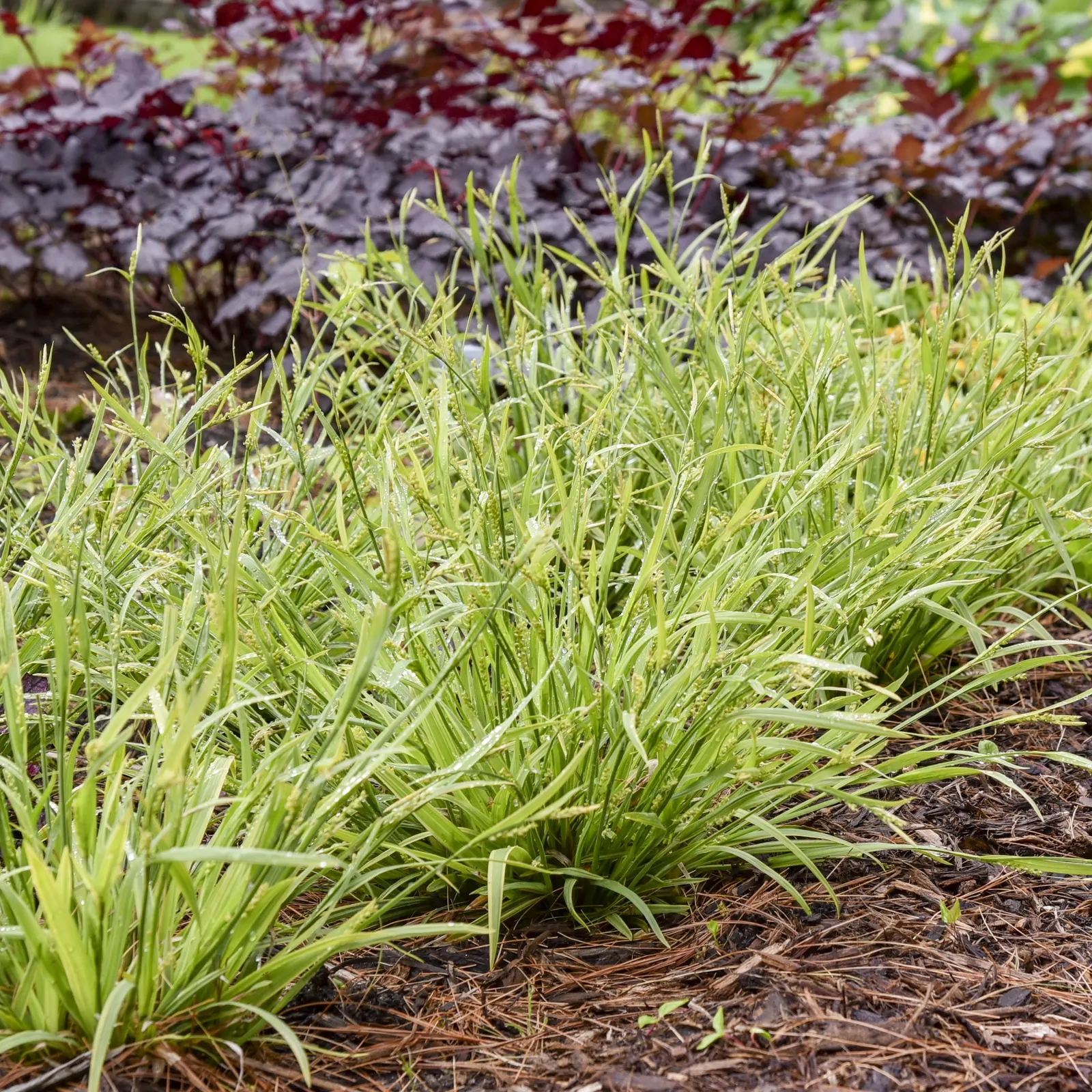'Noble Native' Woodland Sedge (Carex laxiculmis) — It forms a mounded clump 6-12 inches tall and 12-18 inches wide