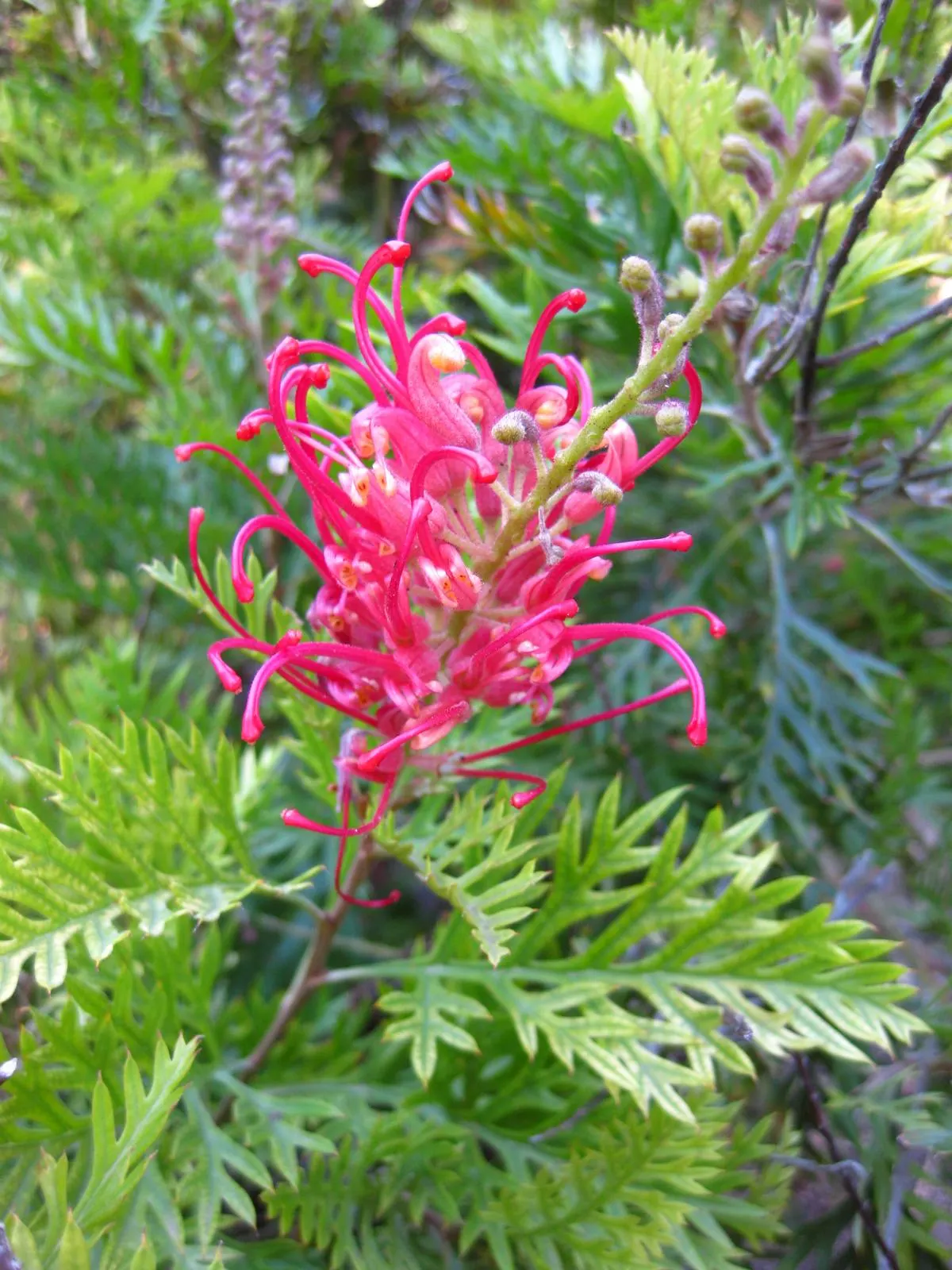 Robyn Gordon Grevillea (Grevillea 'Robyn Gordon') — celebrated for its year-round floral display and attractive foliage