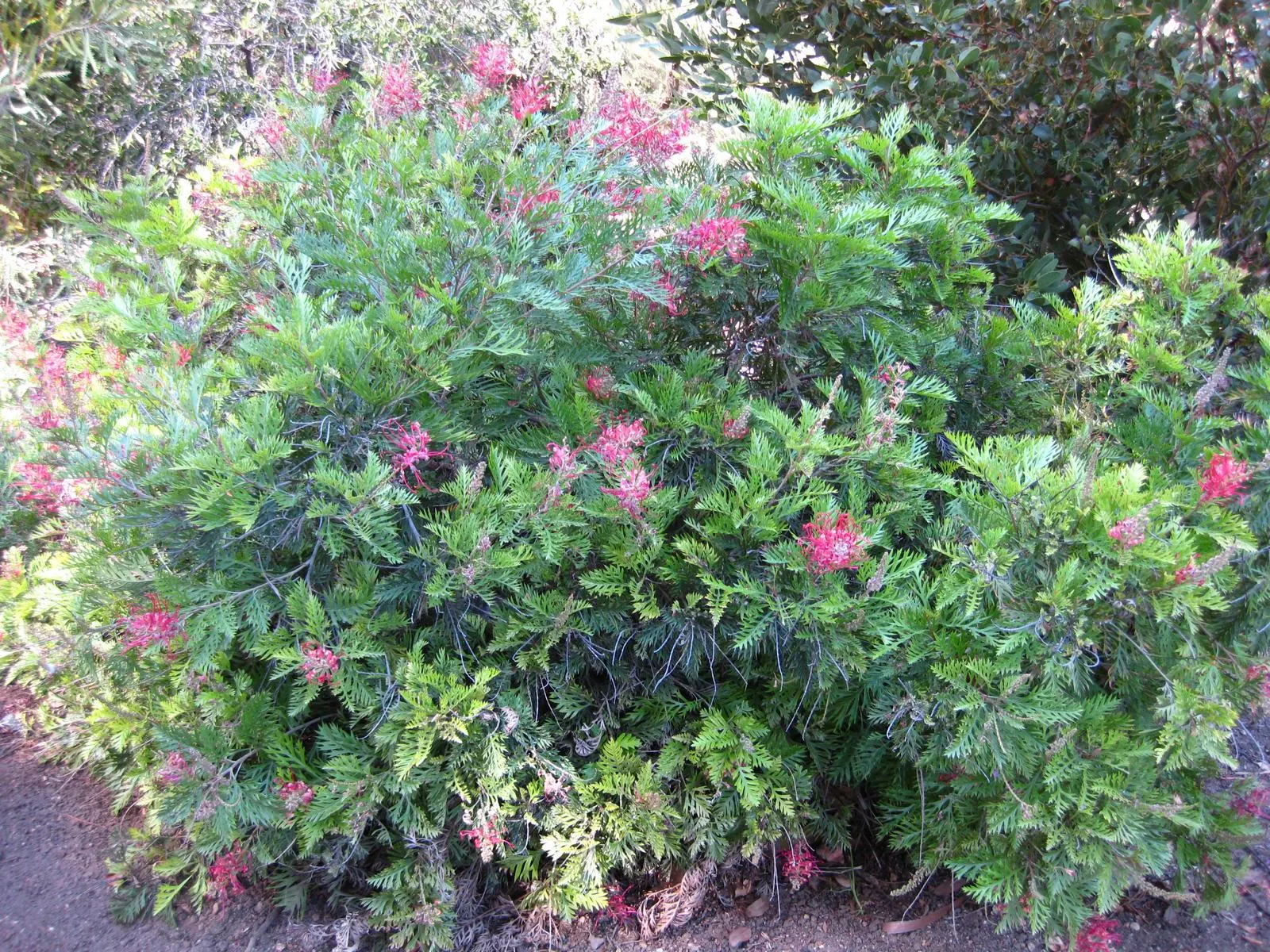 Robyn Gordon Grevillea (Grevillea 'Robyn Gordon') — resulted from crossing Grevillea banksii with Grevillea bipinnatifida