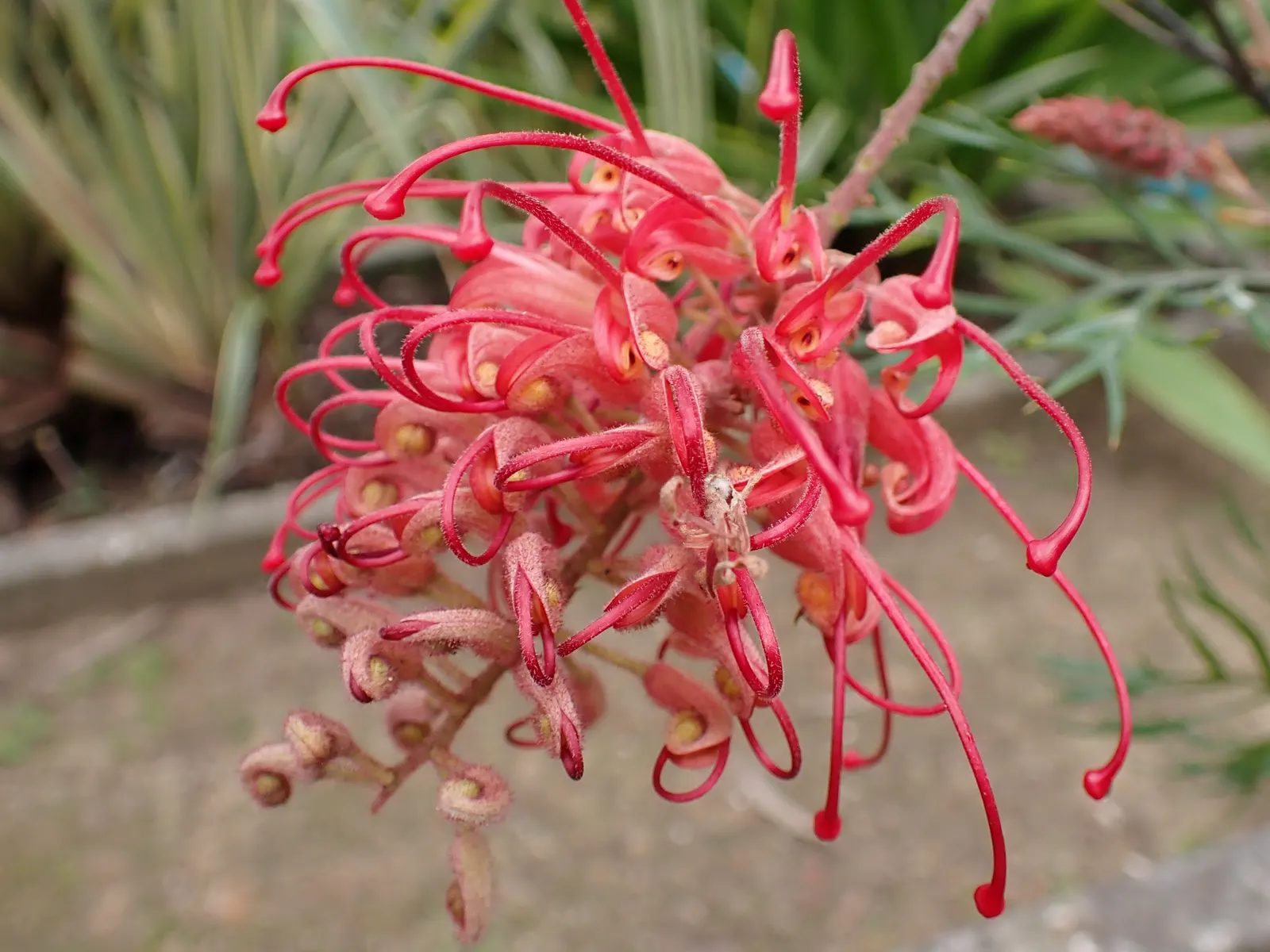 Robyn Gordon Grevillea (Grevillea 'Robyn Gordon') — The Grevillea 'Robyn Gordon' is a magnificent and vibrant addition to any landscape design