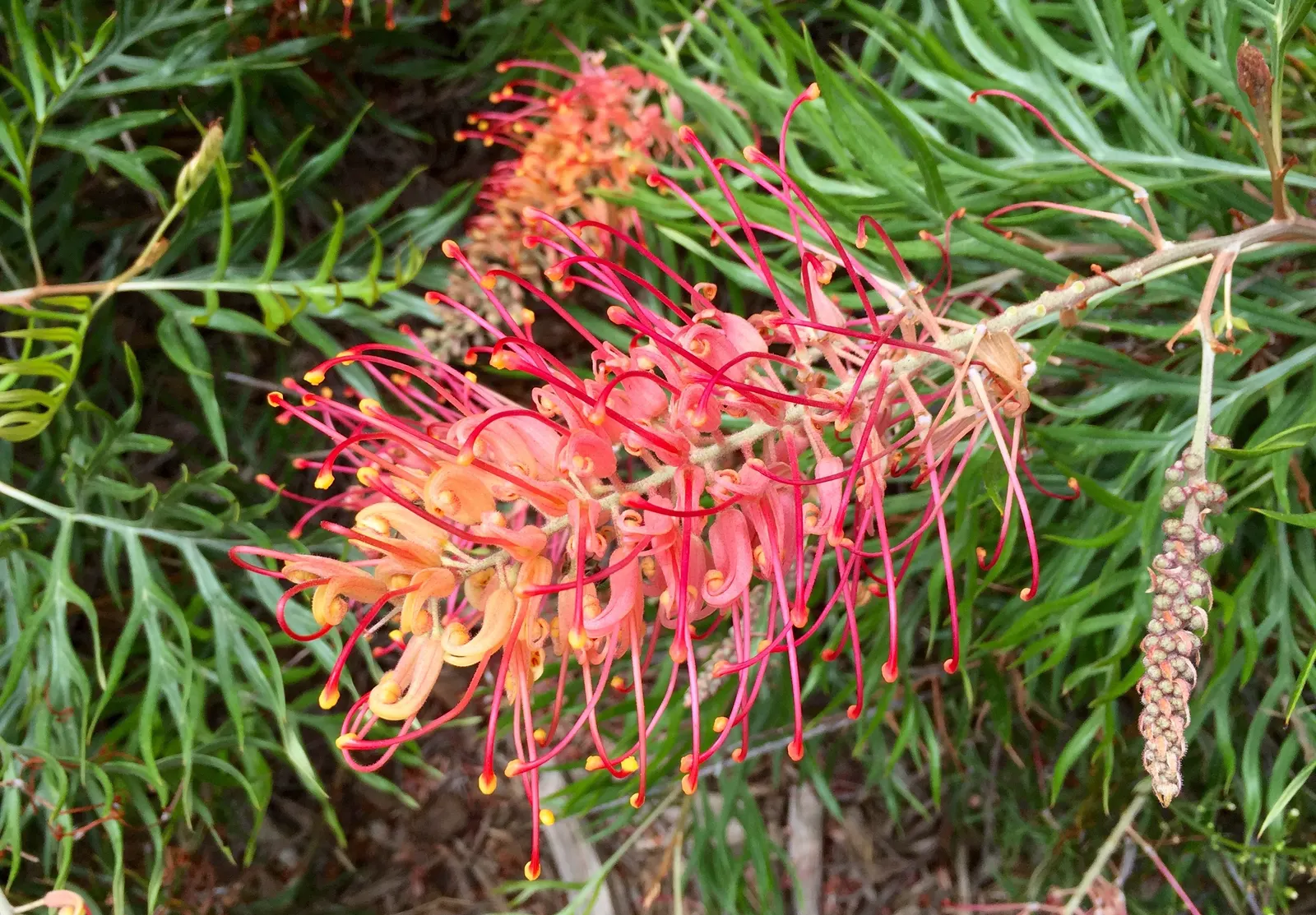 Robyn Gordon Grevillea (Grevillea 'Robyn Gordon') — Grevillea 'Robyn Gordon' is an evergreen shrub