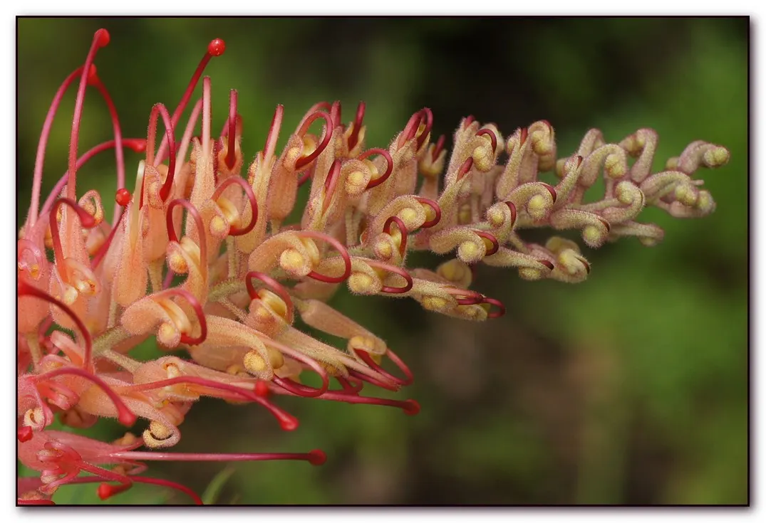 Robyn Gordon Grevillea (Grevillea 'Robyn Gordon') — Full sun exposure is ideal for robust growth and maximum flowering
