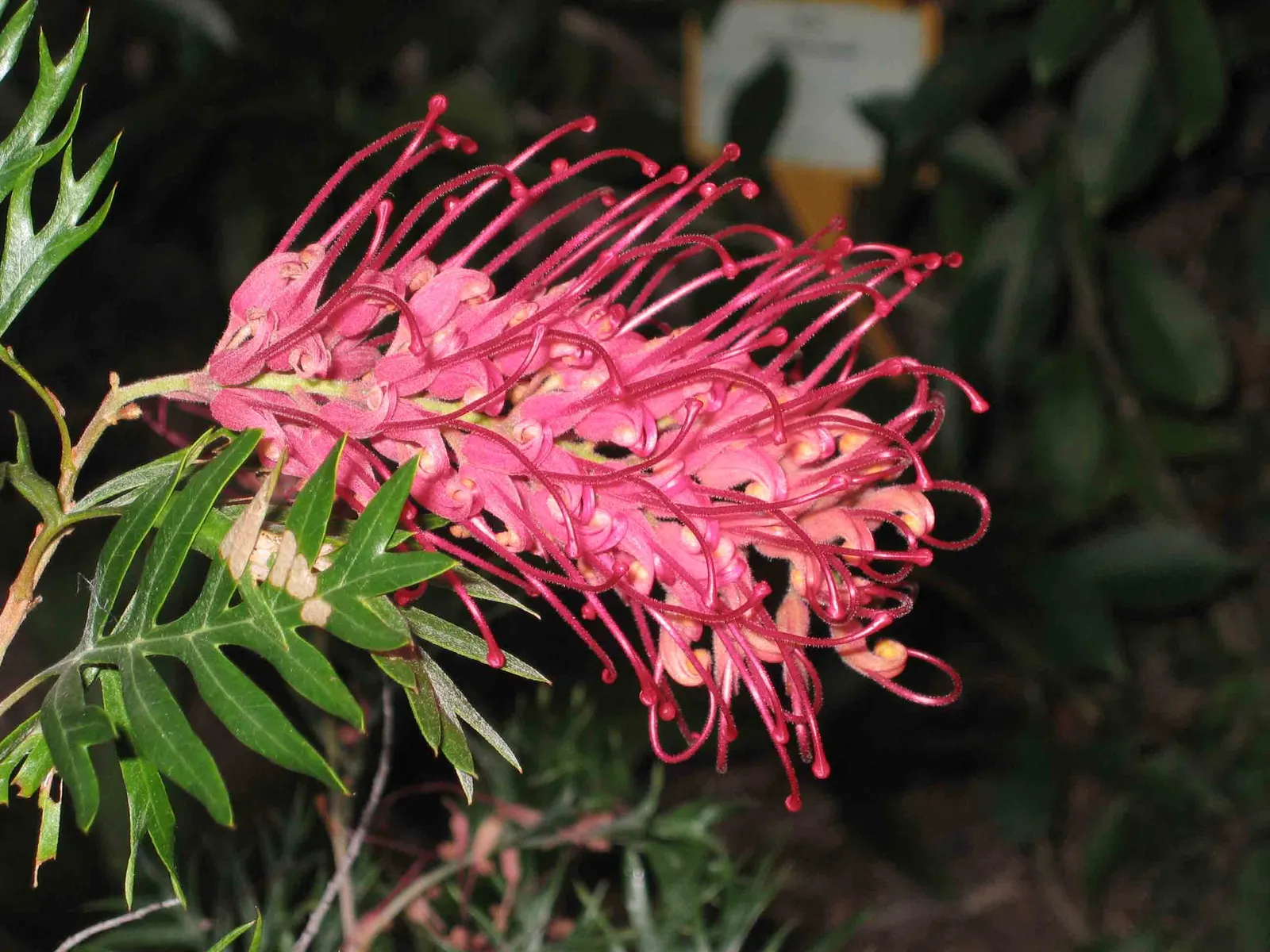 Robyn Gordon Grevillea (Grevillea 'Robyn Gordon') — or as a standalone feature.<br><br>Possessing fern-like dark green leaves