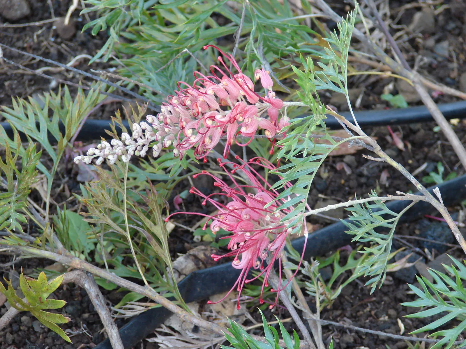 Robyn Gordon Grevillea (Grevillea 'Robyn Gordon') — Low maintenance by nature