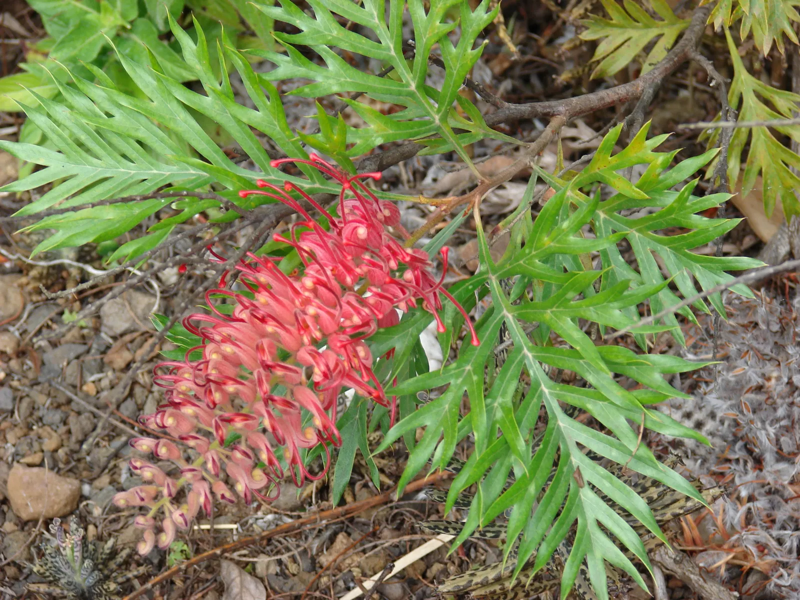 Robyn Gordon Grevillea (Grevillea 'Robyn Gordon') — Low maintenance, it requires well-draining soil and occasional pruning to maintain shape