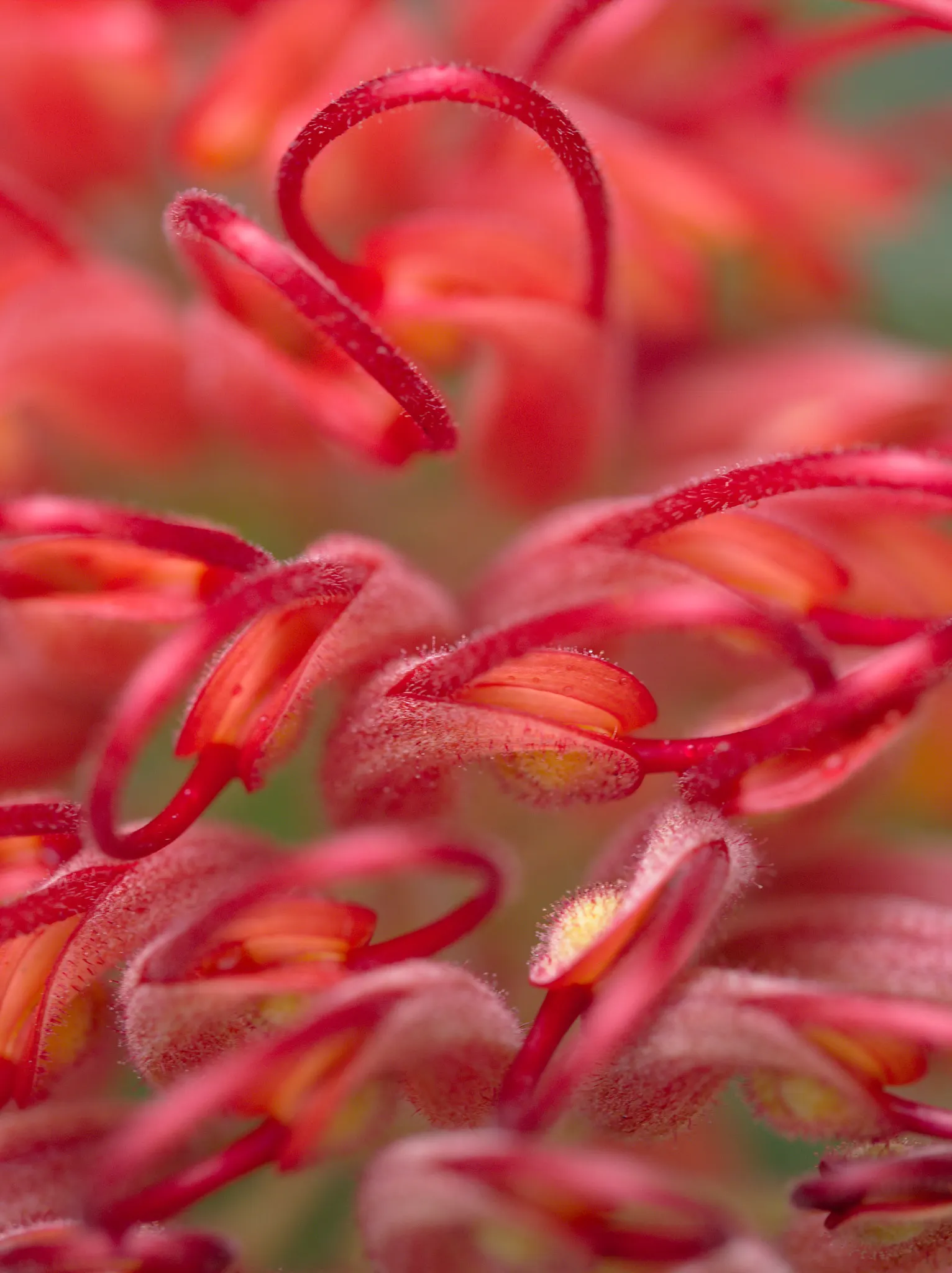 Robyn Gordon Grevillea (Grevillea 'Robyn Gordon') — Its nectar-rich blooms attract birds and bees, enhancing biodiversity