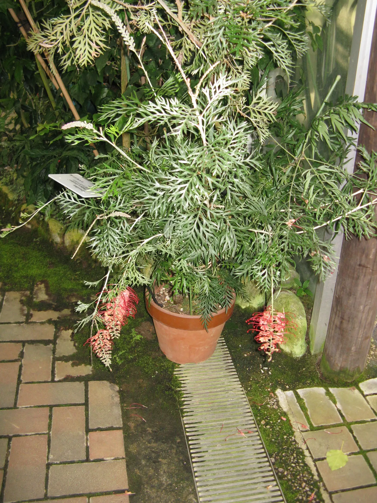 Robyn Gordon Grevillea (Grevillea 'Robyn Gordon') — making it an excellent choice for garden beds