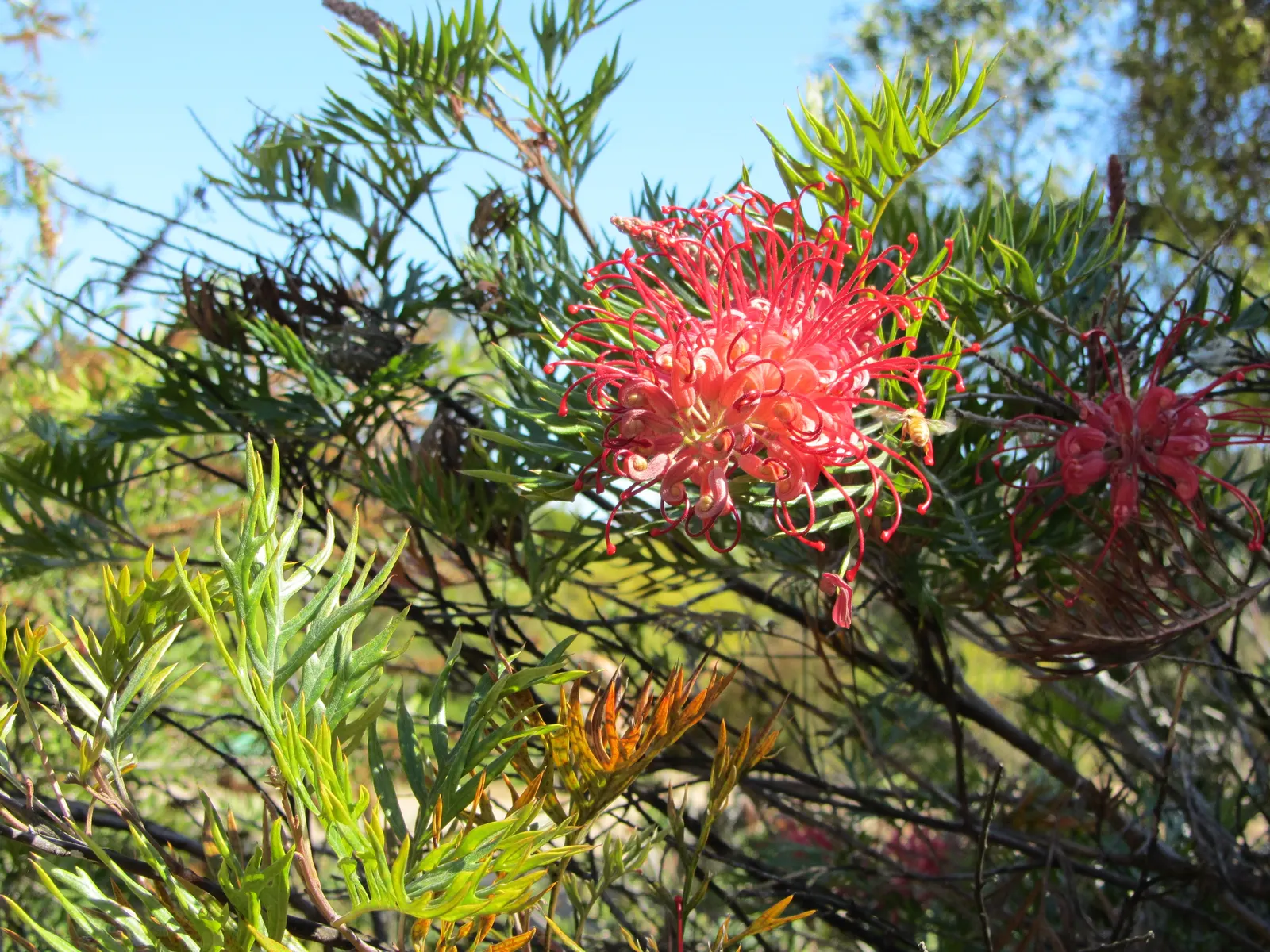Robyn Gordon Grevillea (Grevillea 'Robyn Gordon') — It reaches up to 6 feet in height and width, thriving in USDA zones 9-11