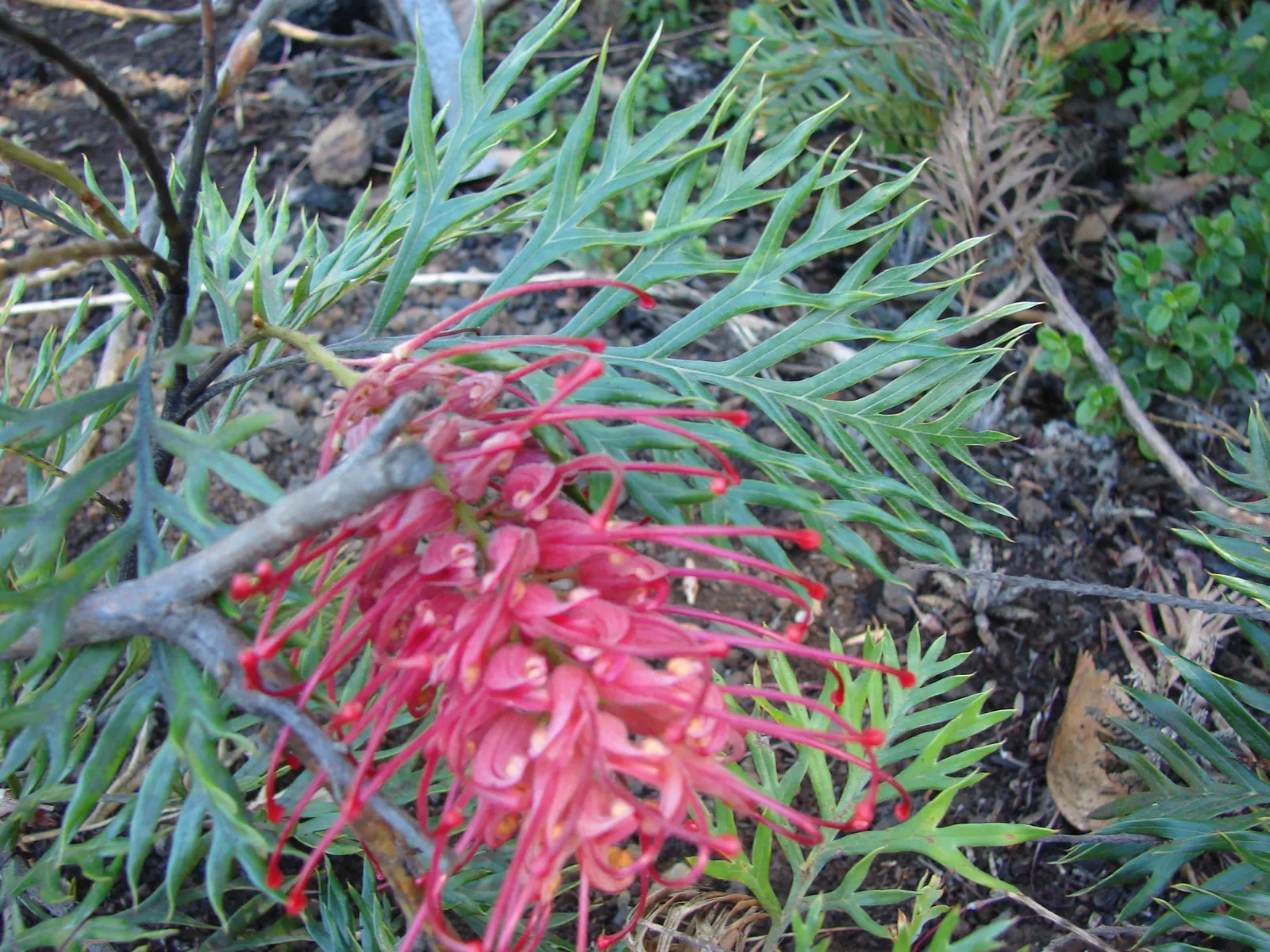 Robyn Gordon Grevillea (Grevillea 'Robyn Gordon') — It's an undemanding yet spectacular staple for any water-wise landscape