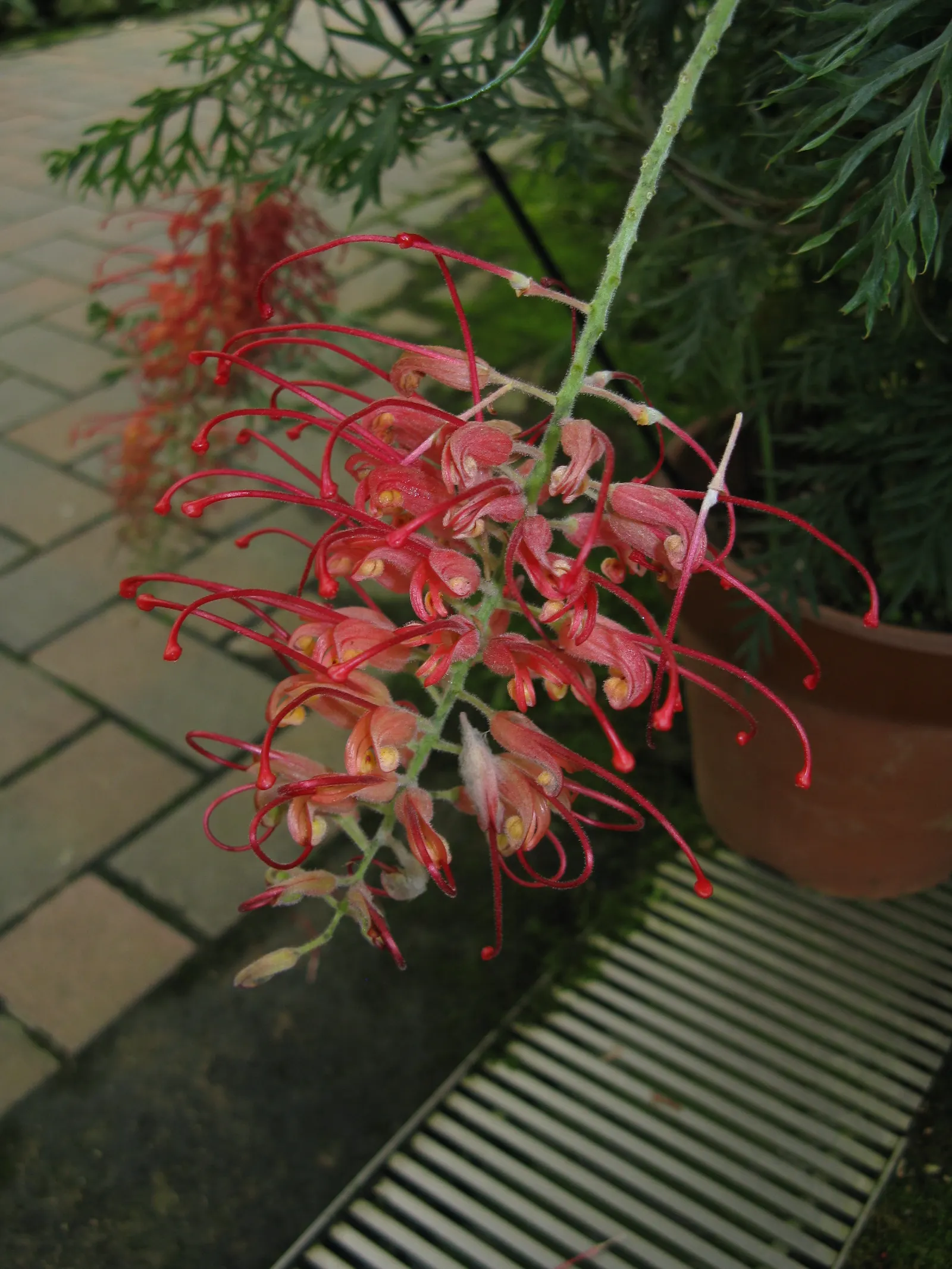 Robyn Gordon Grevillea (Grevillea 'Robyn Gordon') — the 'Robyn Gordon' grevillea is renowned for its prolific crimson flowers