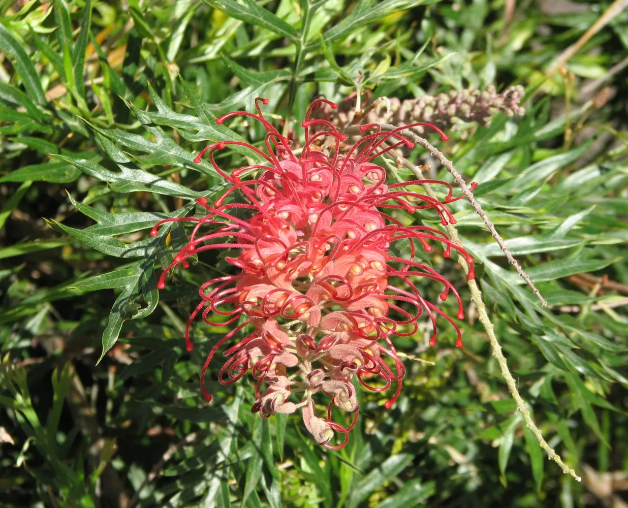 Robyn Gordon Grevillea (Grevillea 'Robyn Gordon') — typically reaching 3 to 5 feet in height and an equal spread of 3 to 5 feet