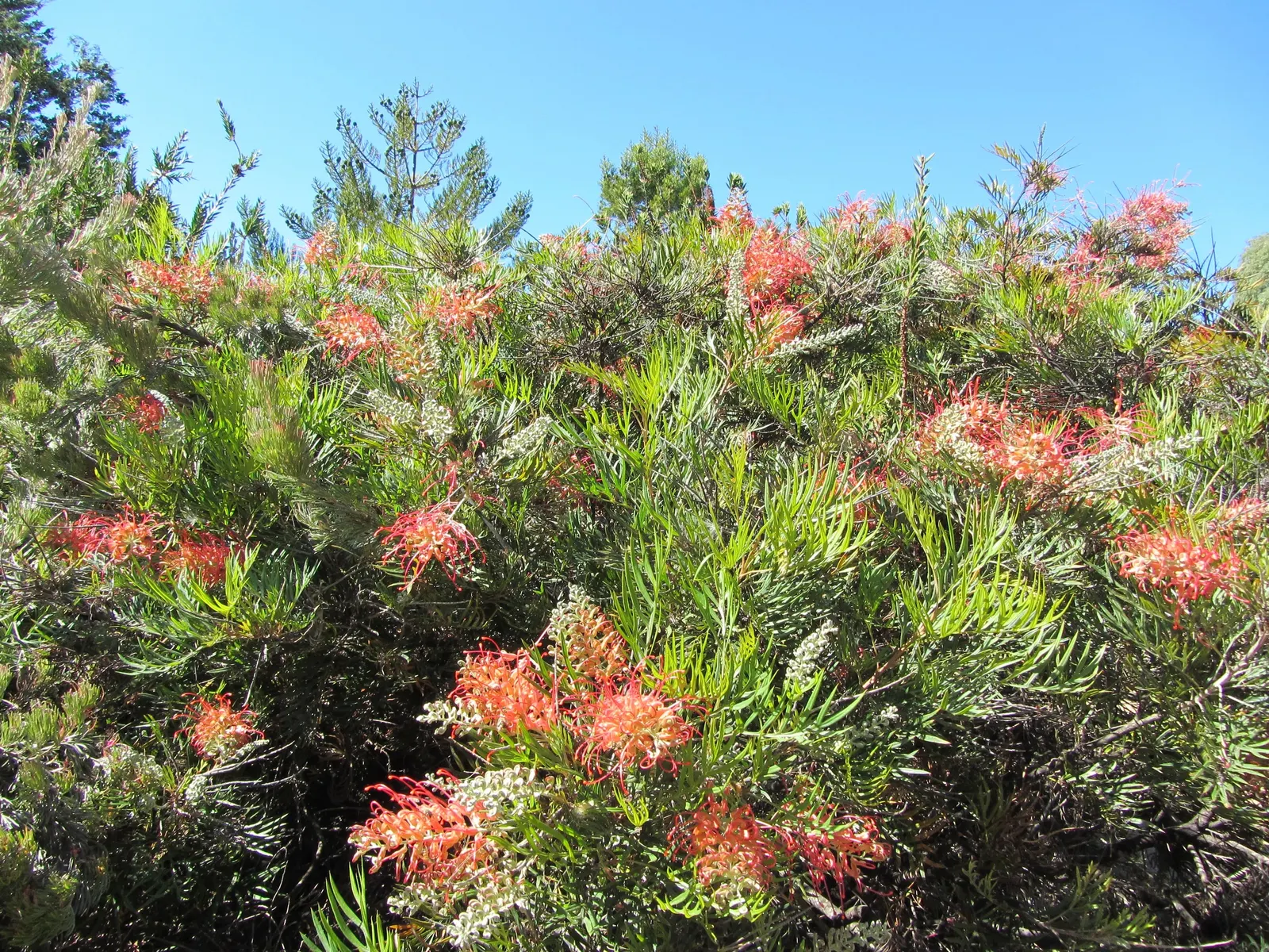 Robyn Gordon Grevillea (Grevillea 'Robyn Gordon') — renowned for its vibrant red