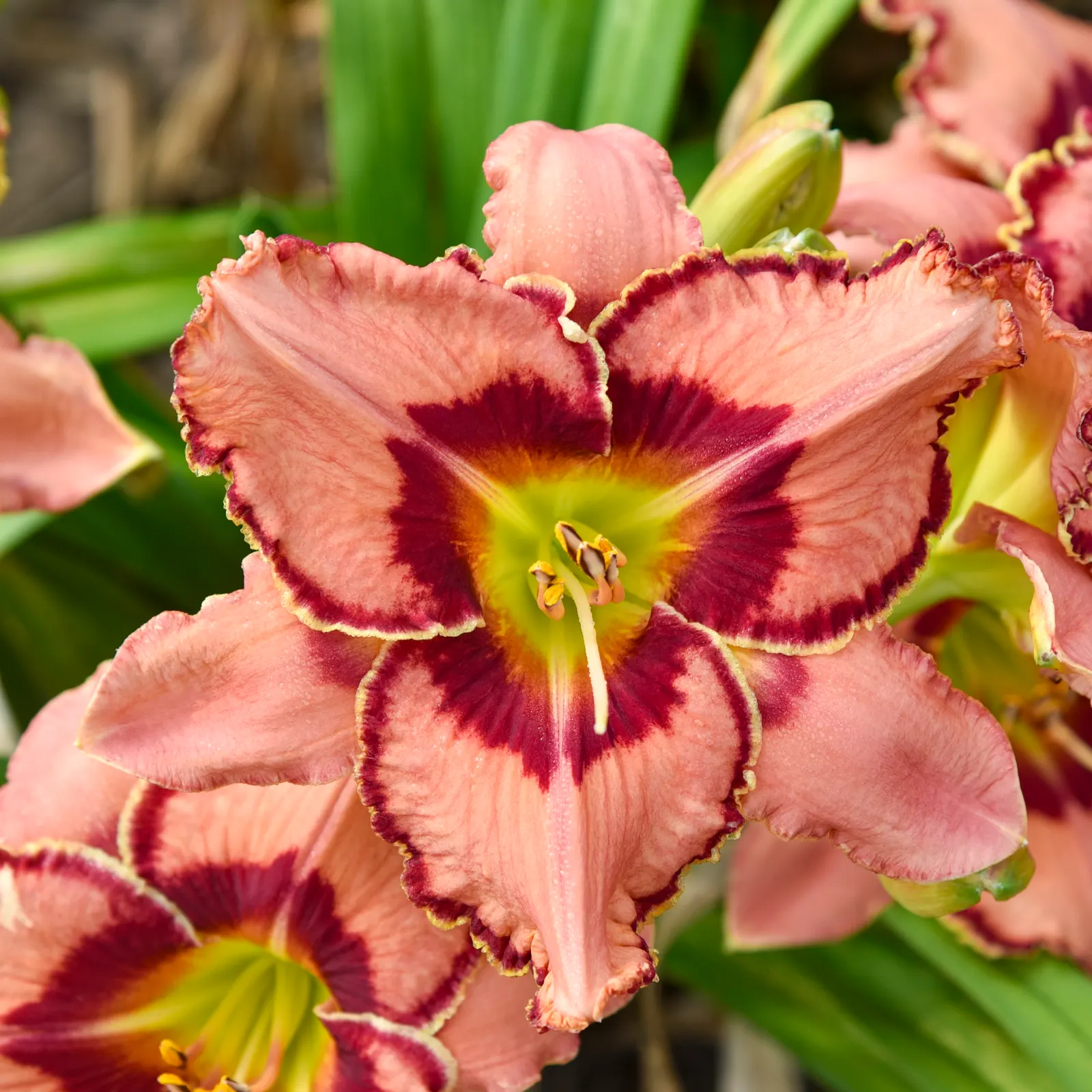 'Fearfully and Wonderfully Made' Daylily (Hemerocallis hybrid) — It grows about 26 inches tall and 18-24 inches wide