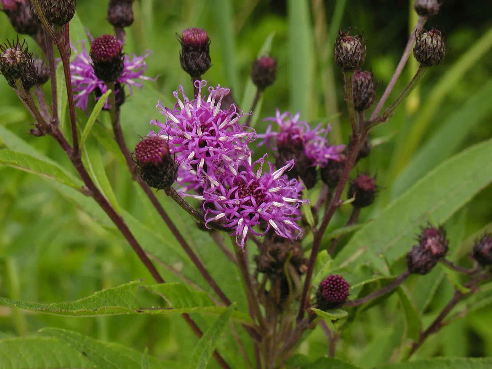 New York Ironweed (Vernonia Noveboracensis) — Remarkably tolerant of wet soils, it's an excellent choice for rain gardens or areas with poor drainage
