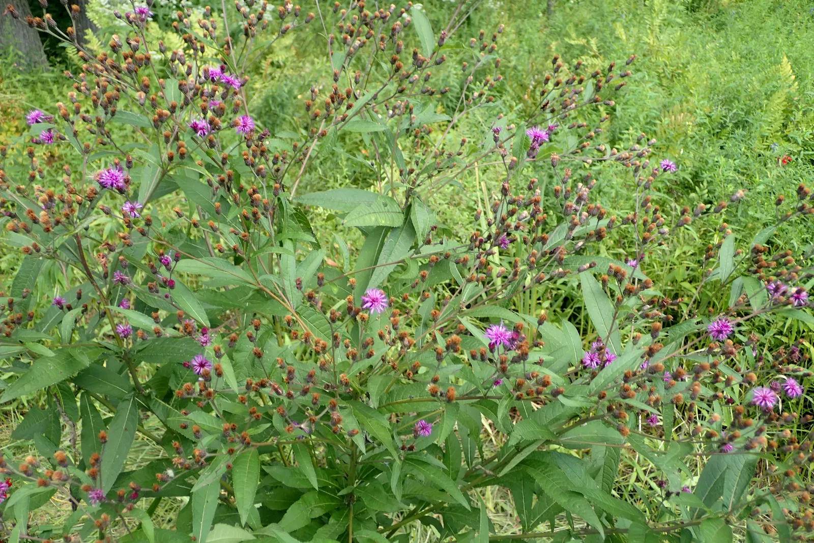 New York Ironweed (Vernonia Noveboracensis) — Thriving in full sun to partial shade; standing tall at an average height of 5 to 7 feet