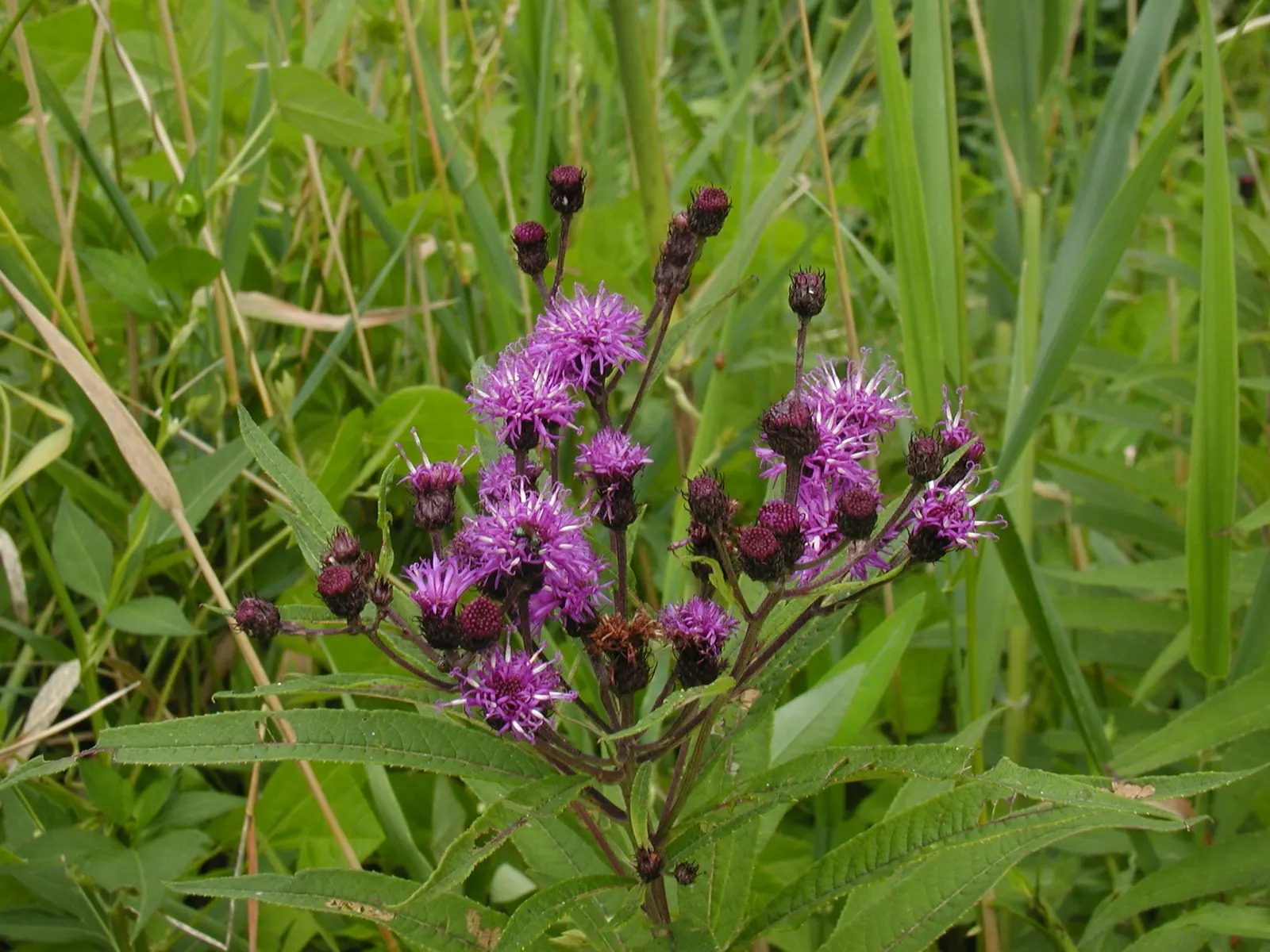 New York Ironweed (Vernonia Noveboracensis) — perennial with purple blooms