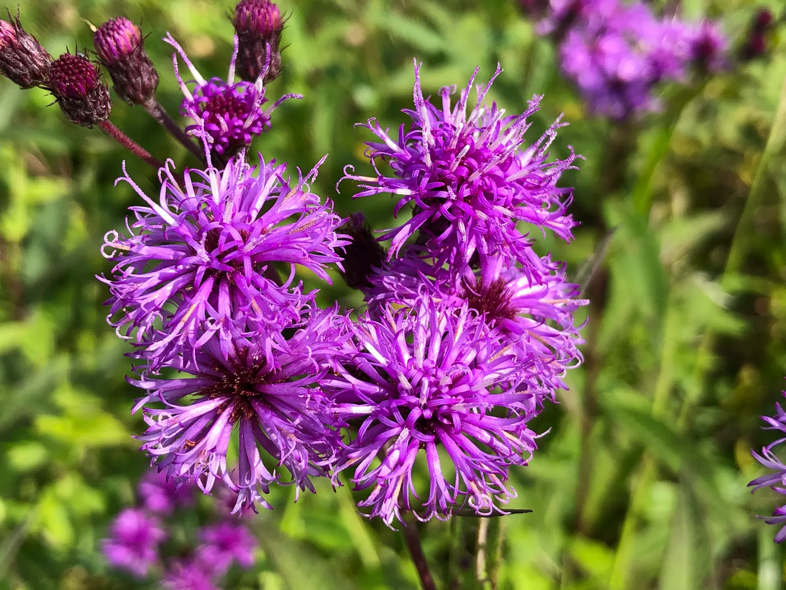 New York Ironweed (Vernonia Noveboracensis) — making it ideal for rain gardens or waterside plantings