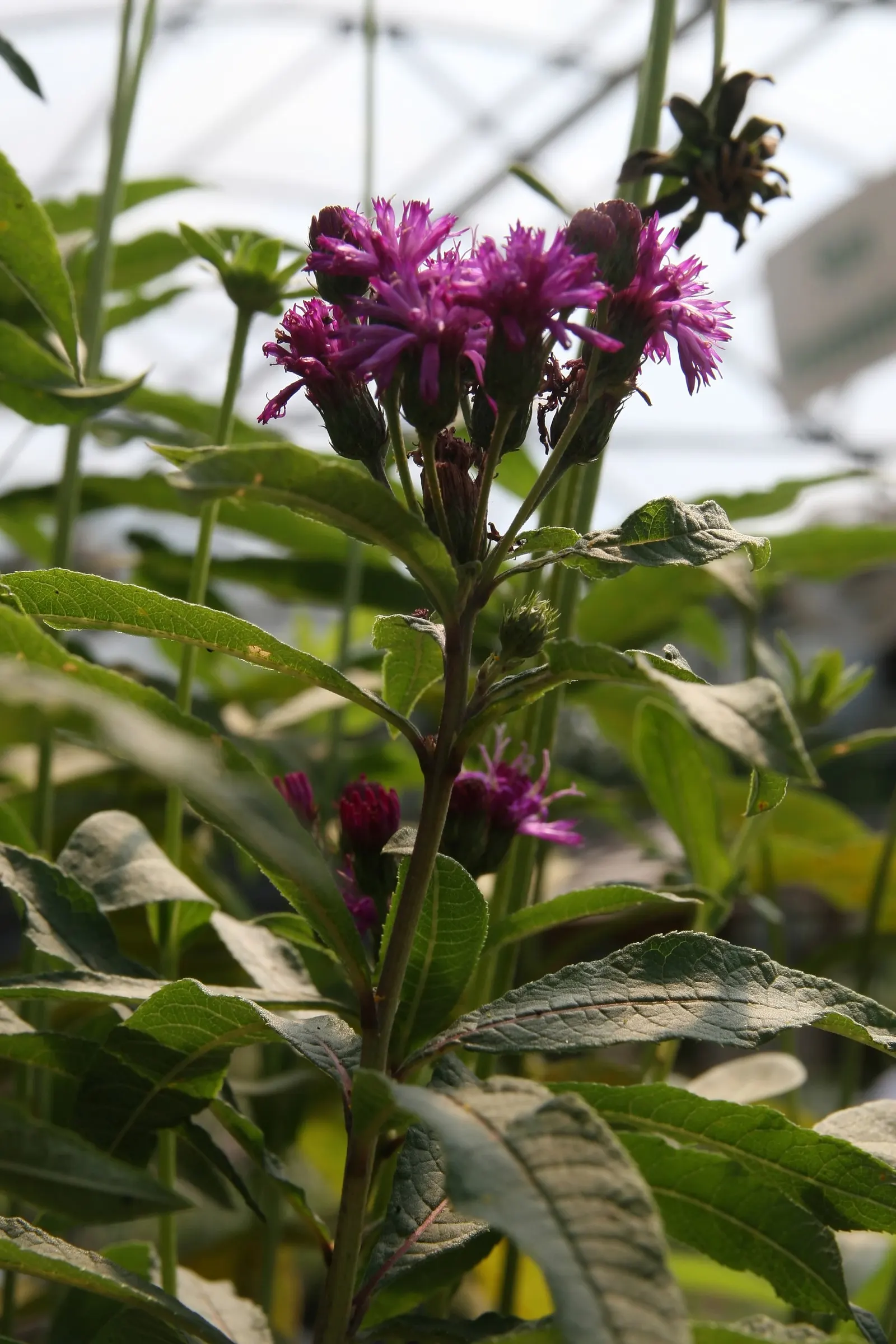 New York Ironweed (Vernonia Noveboracensis) — with a spread of about 2 to 3 feet; remarkably tolerant of wet soils, it's an excellent choice for rain gardens