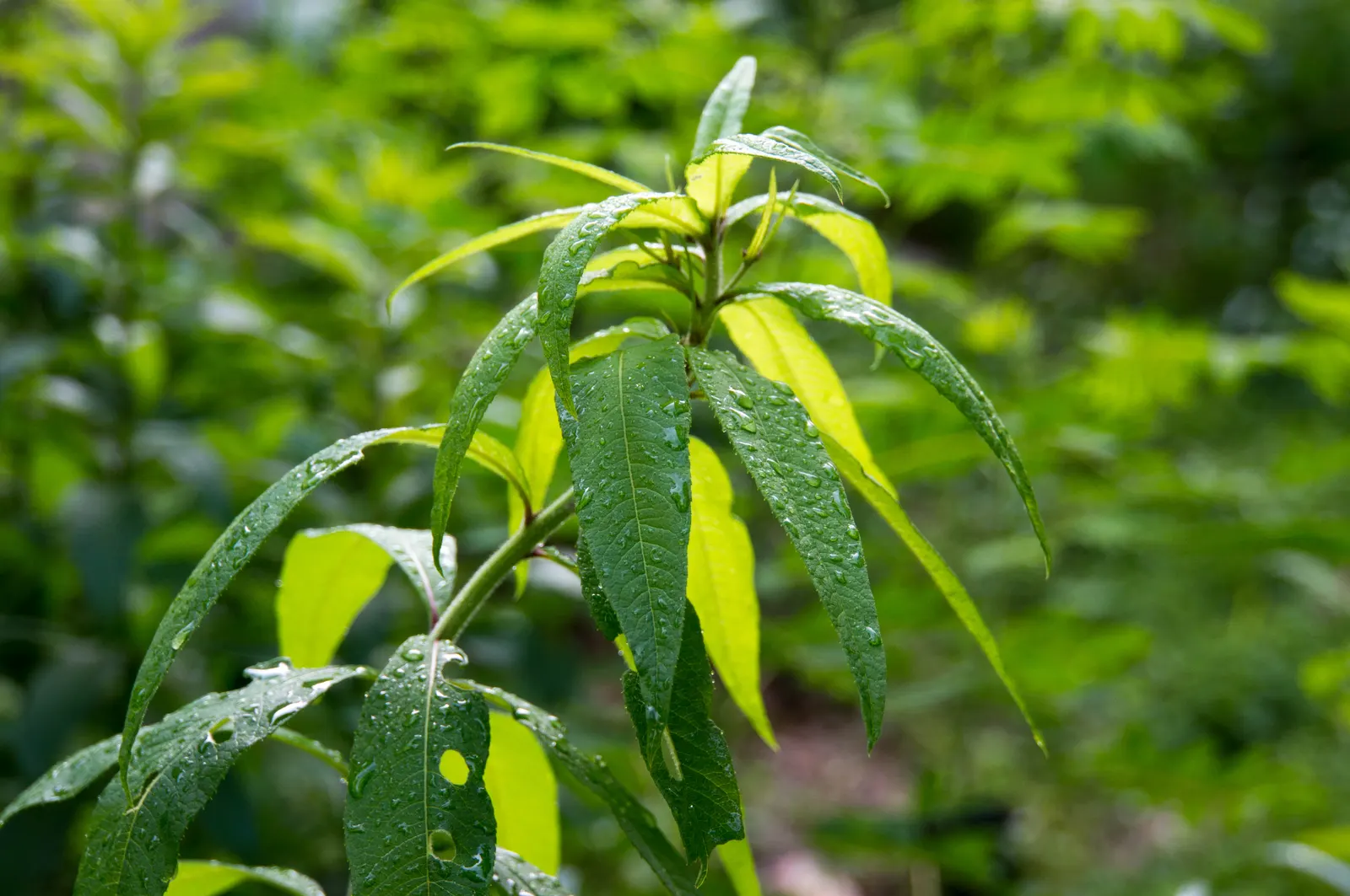 New York Ironweed (Vernonia Noveboracensis) — making it ideal for rain gardens or waterside plantings; purple flowers in the garden