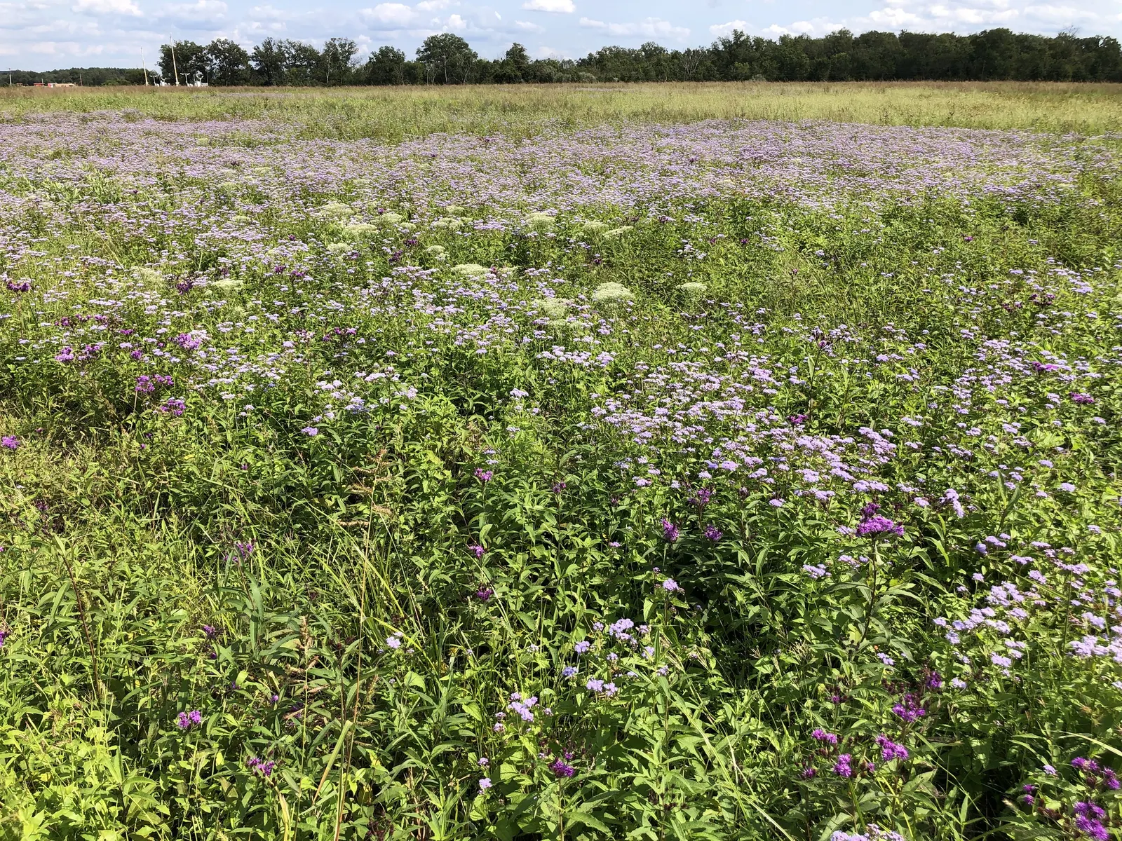 New York Ironweed (Vernonia Noveboracensis) — lance-shaped leaves climb up the sturdy
