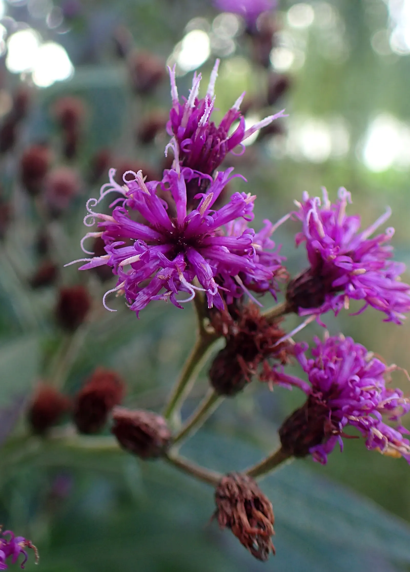 New York Ironweed (Vernonia Noveboracensis) — This plant's resilience extends to deer resistance