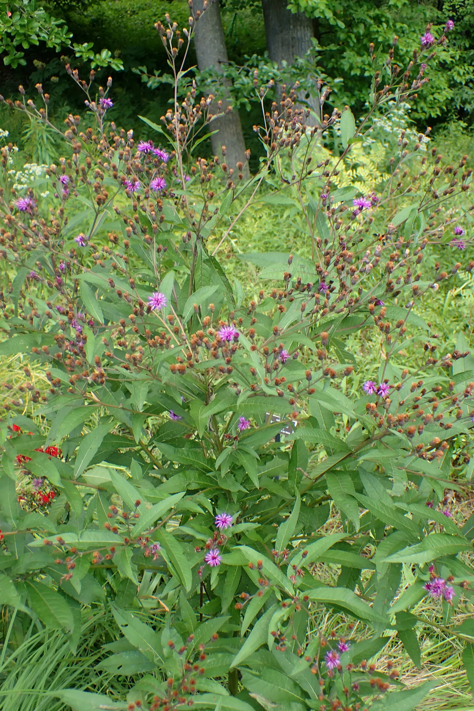 New York Ironweed (Vernonia Noveboracensis) — purple flowers in the garden