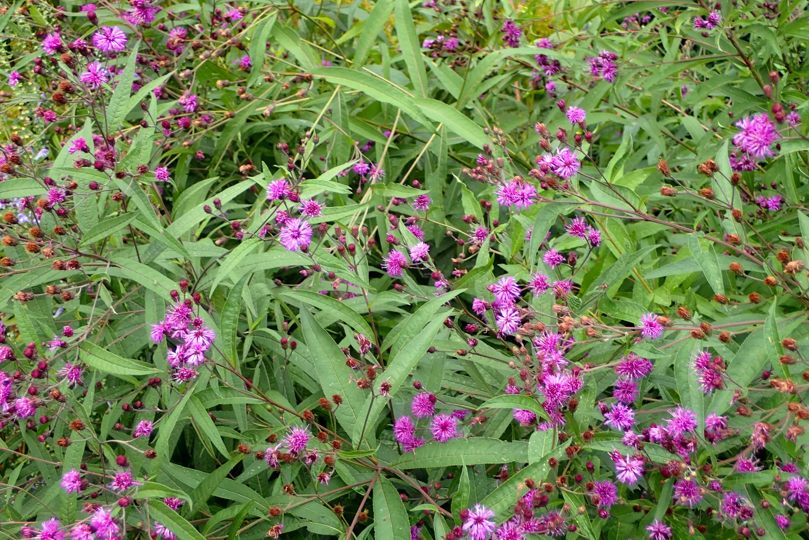New York Ironweed (Vernonia Noveboracensis) — making it a wise choice for both aesthetic appeal and practicality in design