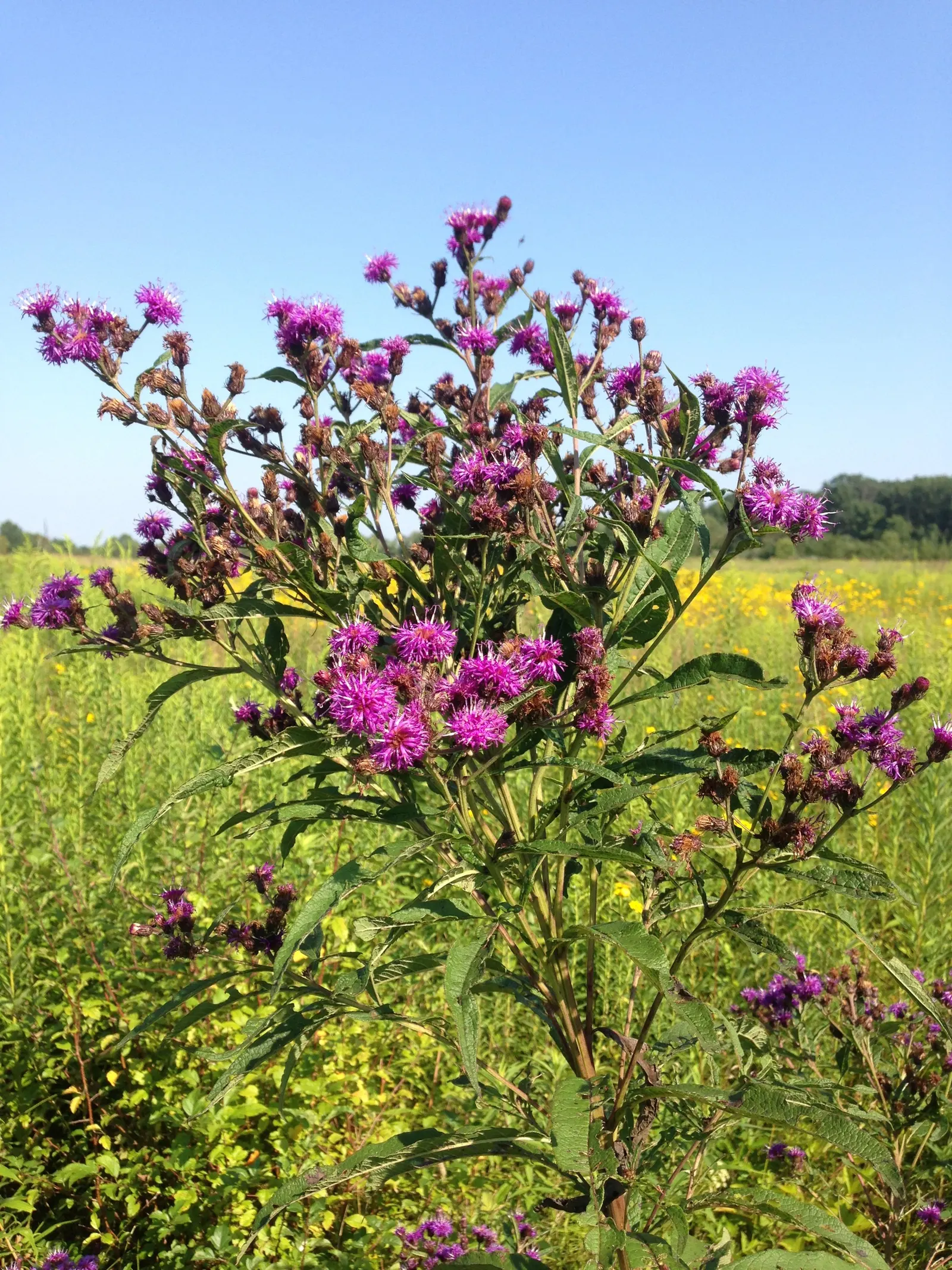 New York Ironweed (Vernonia Noveboracensis) — Ironweed blooms profusely from late summer through the fall