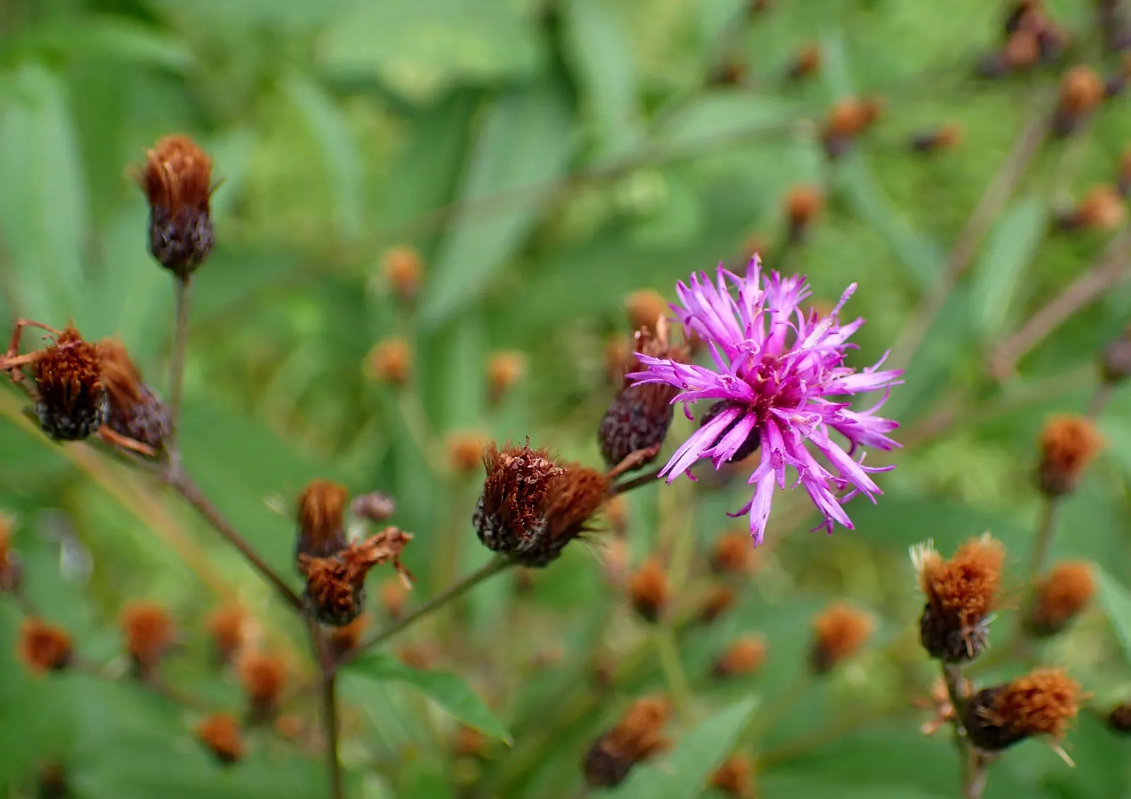 New York Ironweed (Vernonia Noveboracensis) — Thriving in full sun to partial shade