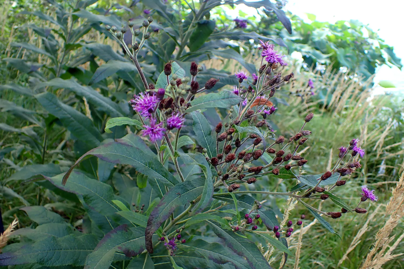 New York Ironweed (Vernonia Noveboracensis) — and cutting back in late winter to early spring recommended
