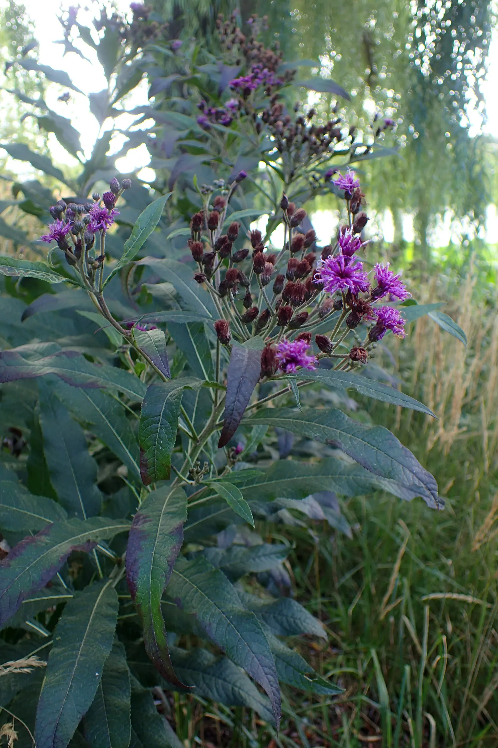 New York Ironweed (Vernonia Noveboracensis) — with deadheading spent flowers to encourage further blooming optional