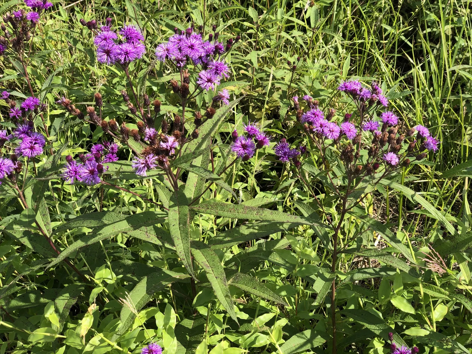 New York Ironweed (Vernonia Noveboracensis) — Ironweed blooms profusely from late summer through the fall; perennial with purple blooms