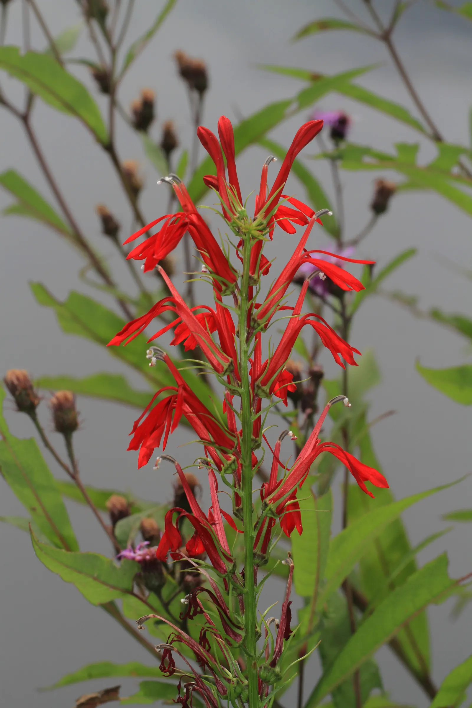 New York Ironweed (Vernonia Noveboracensis) — vertical form draped in vibrant colors during blooming season.<br><br>Thriving in hardiness zones 5 through 9