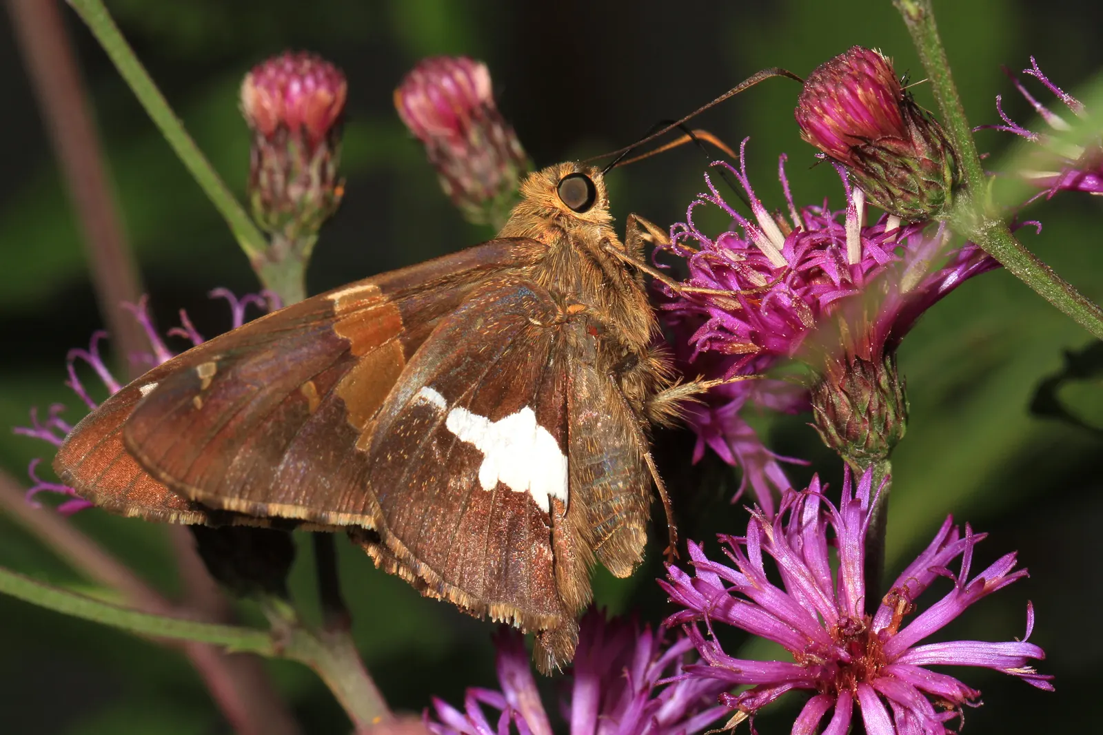 New York Ironweed (Vernonia Noveboracensis) — providing a vital nectar source for butterflies and a refuge for beneficial insects; ironweed blooms profusely