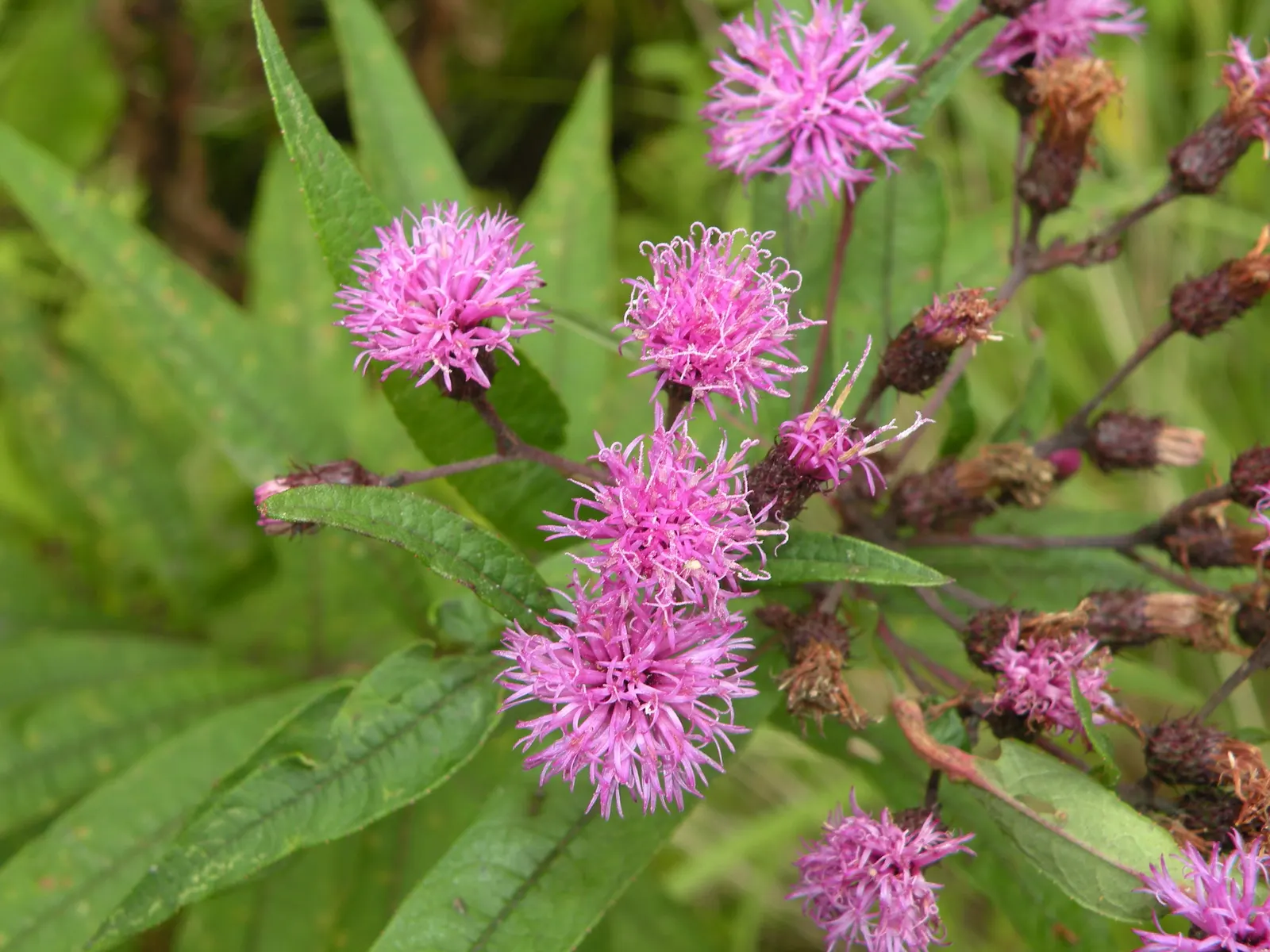 New York Ironweed (Vernonia Noveboracensis) — Standing tall at an average height of 5 to 7 feet; with a spread of about 2 to 3 feet